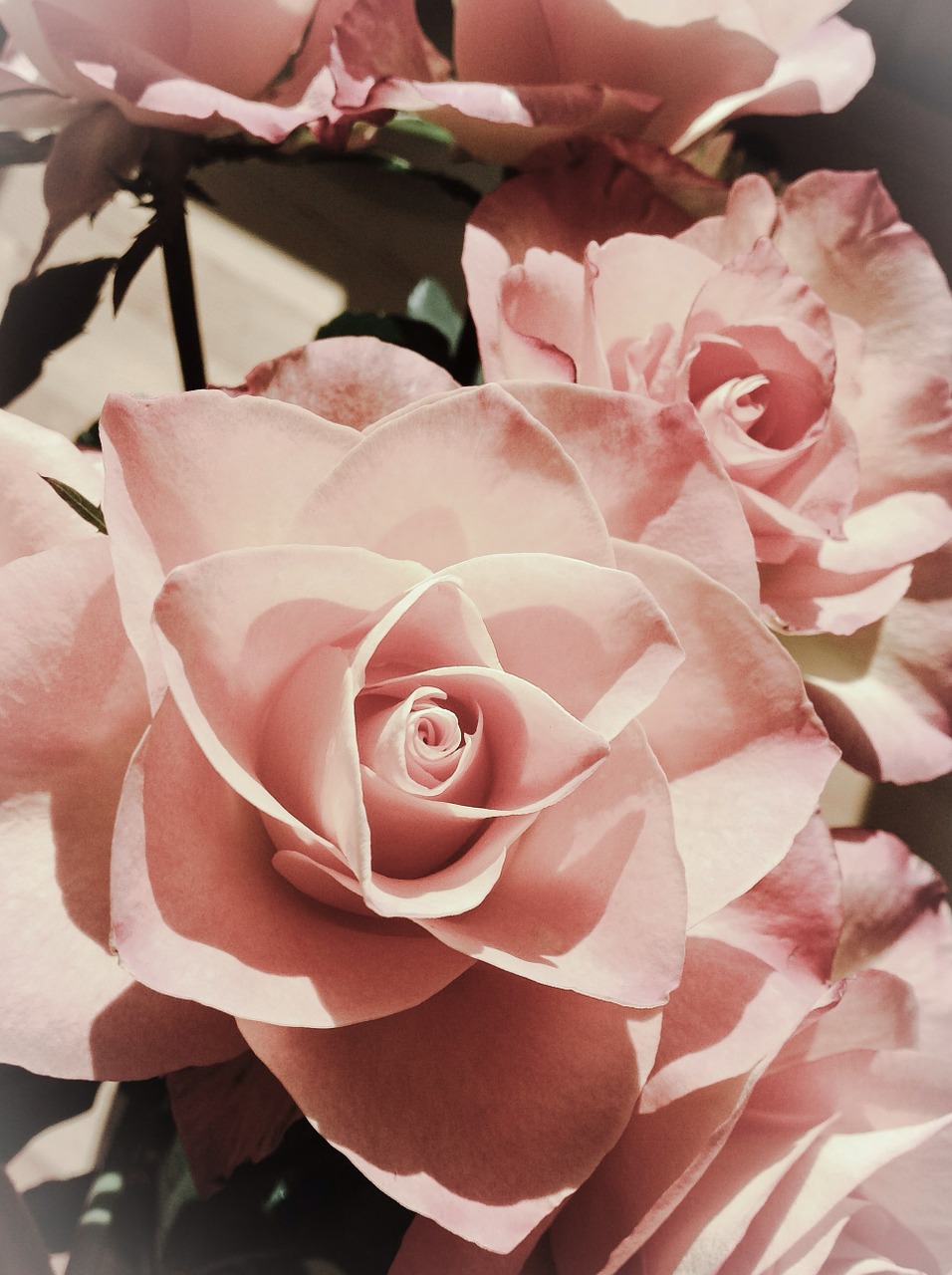 Rožinis, Rožė, Gėlė, Gražus, Gėlių, Gamta, Žiedlapis, Grožis, Romantiškas, Žiedas