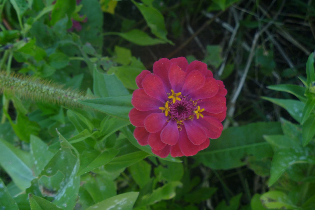 Rožinis, Zinnia, Gėlė, Vasara, Spalva, Žydėti, Gamta, Žiedas, Spalvinga, Žiedlapis