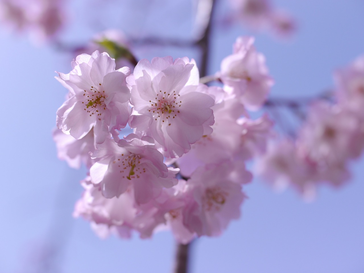 Rožinis, Vyšnia, Gėlės, Japonijos Vyšnios Medis, Nemokamos Nuotraukos,  Nemokama Licenzija