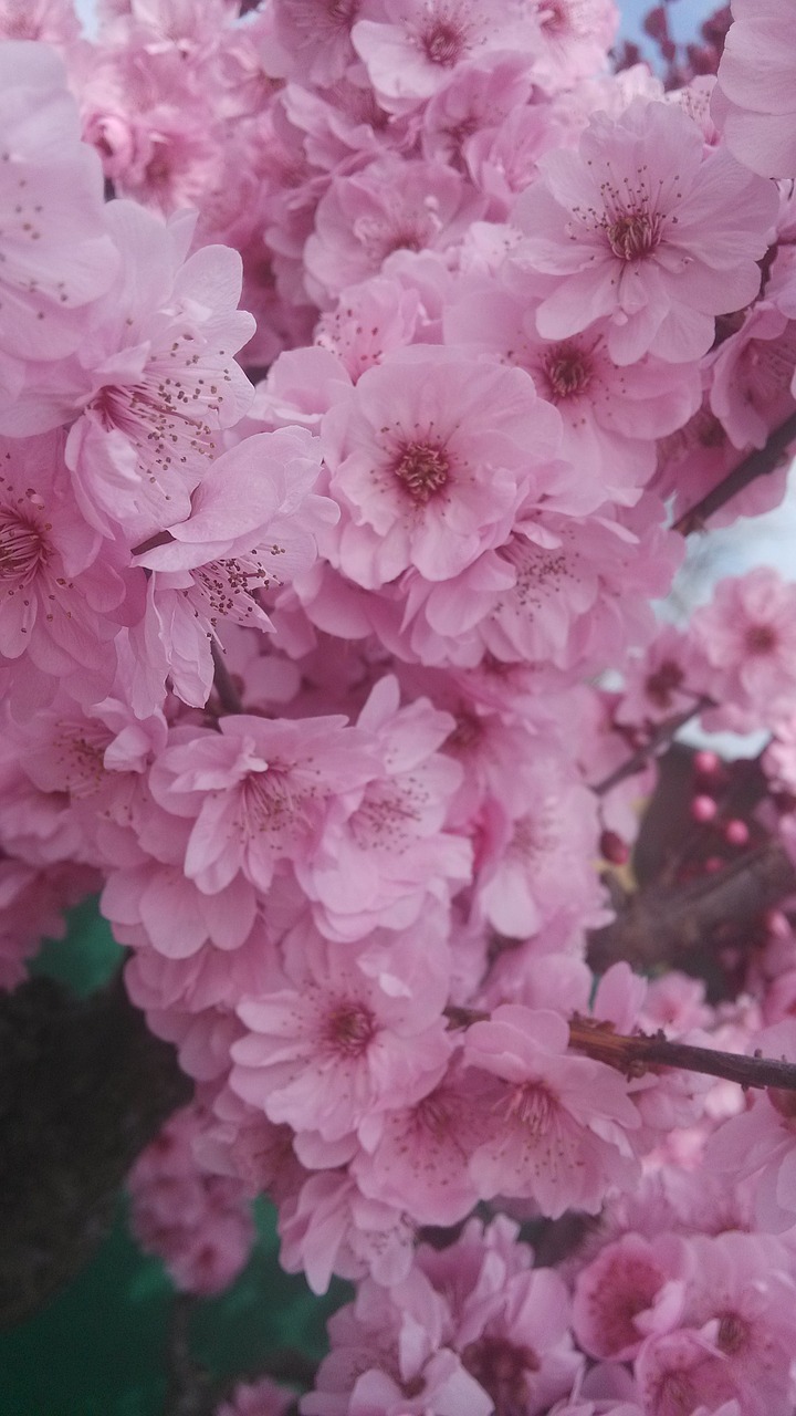 Rožinis, Gėlė, Pavasaris, Nemokamos Nuotraukos,  Nemokama Licenzija