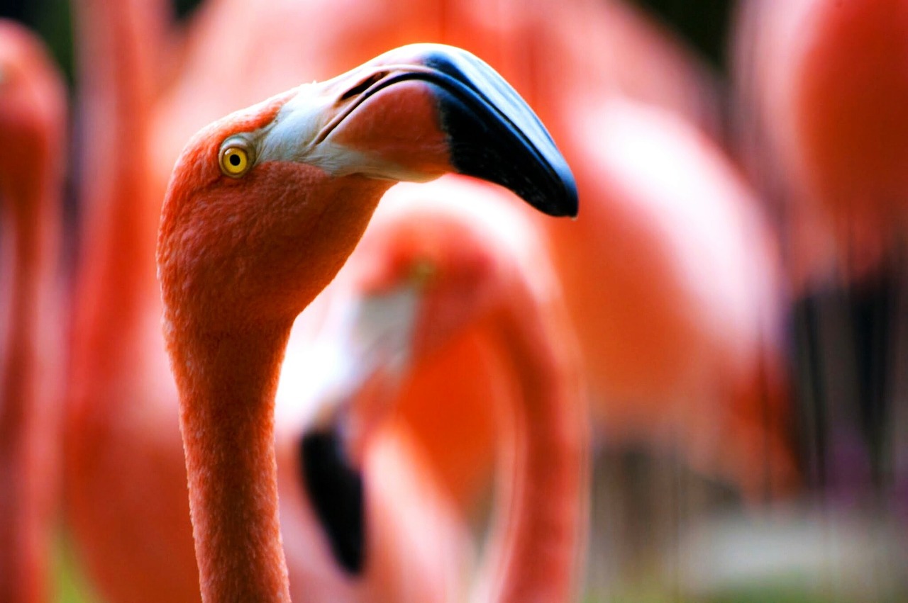 Rožinis, Flamingos, Paukščiai, Gyvūnai, Snapas, Nemokamos Nuotraukos,  Nemokama Licenzija