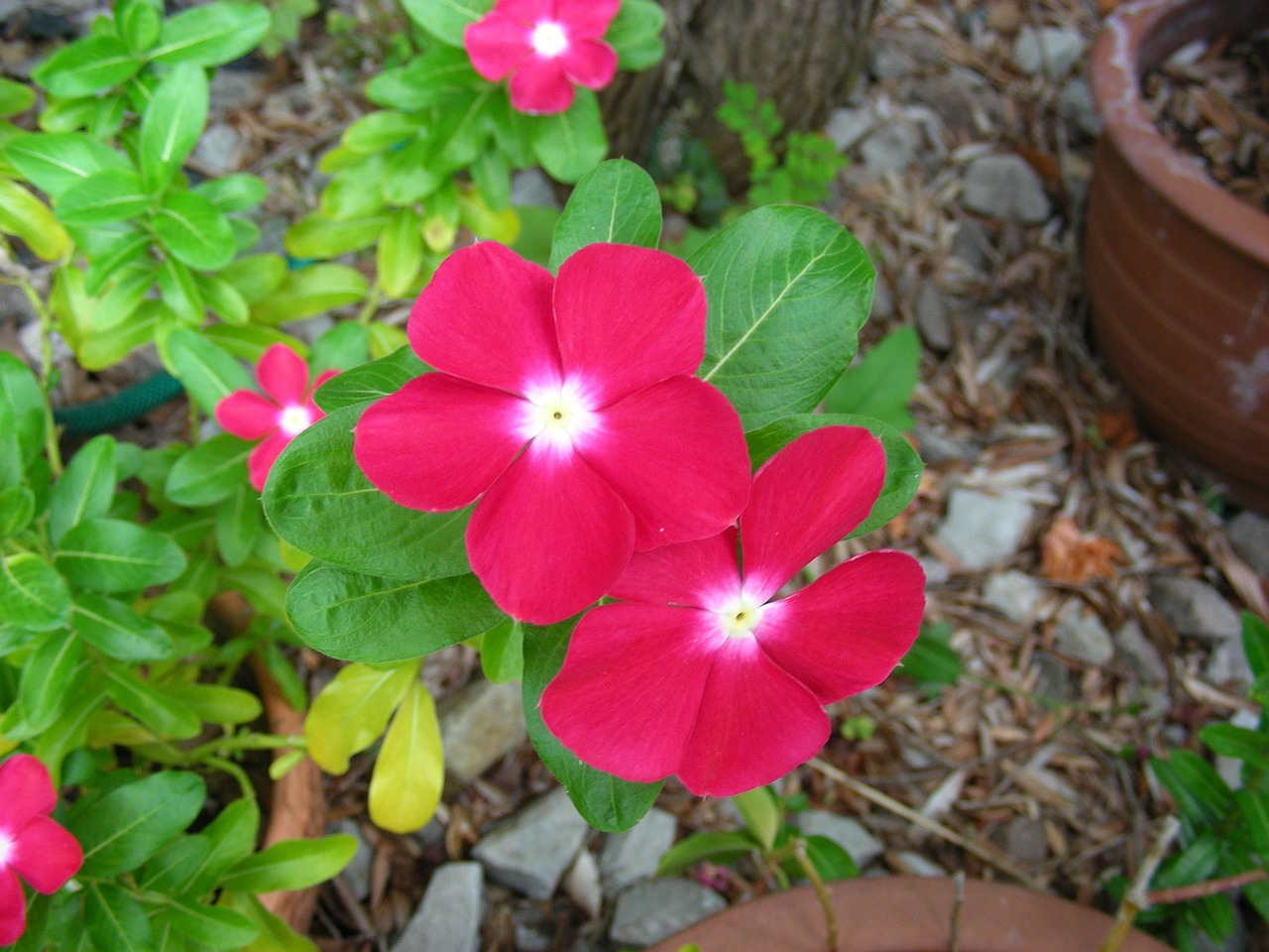 Rožinis, Rožinė Gėlė, Rožinės Gėlės, Vasara, Vasaros Gėlės, Vinca, Giliai Rožinė Vinca, Nemokamos Nuotraukos,  Nemokama Licenzija