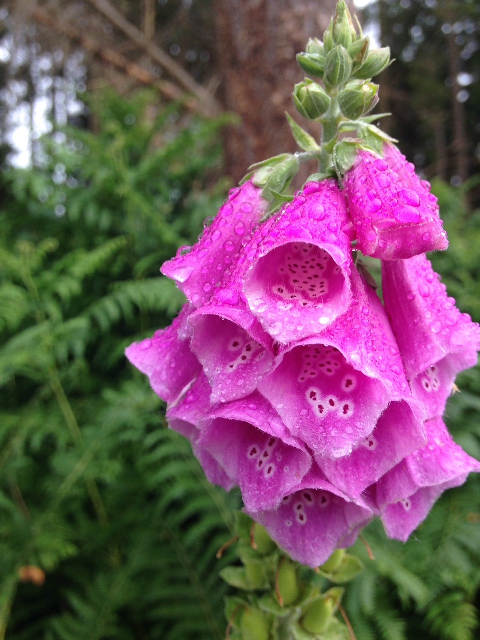 Rožinis, Foxgloves, Rasa, Vanduo, Augalas, Gamta, Miškas, Warren, Medžiai, Gėlė