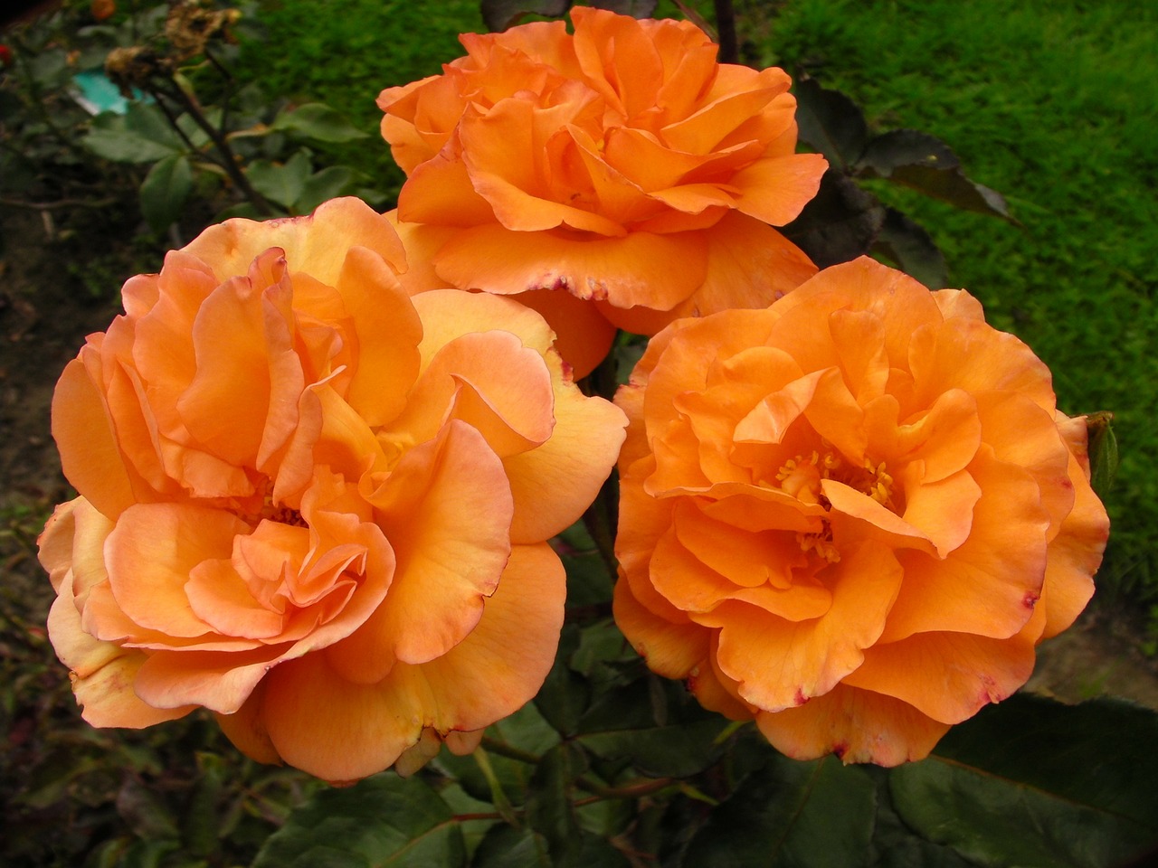 Rožinis, Rožių Krūmas, Gėlės, Oranžinė, Westerland, Nemokamos Nuotraukos,  Nemokama Licenzija