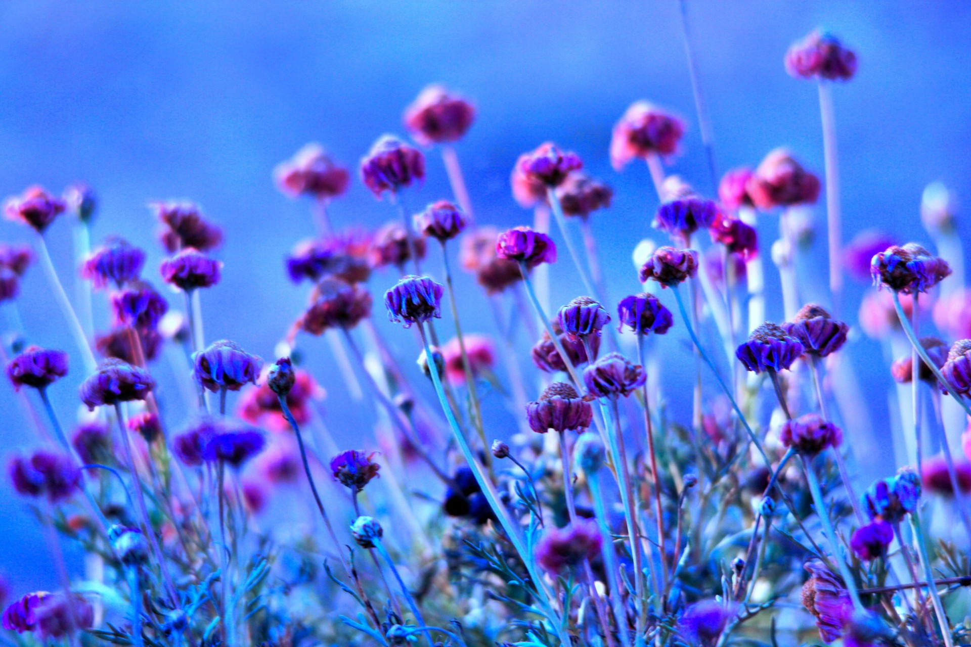 Gėlės,  Seedheads,  Sausas,  Bliuzas,  Pinkai,  Rožinės Ir Violetinės Pumpurų Ir Sėklų, Nemokamos Nuotraukos,  Nemokama Licenzija