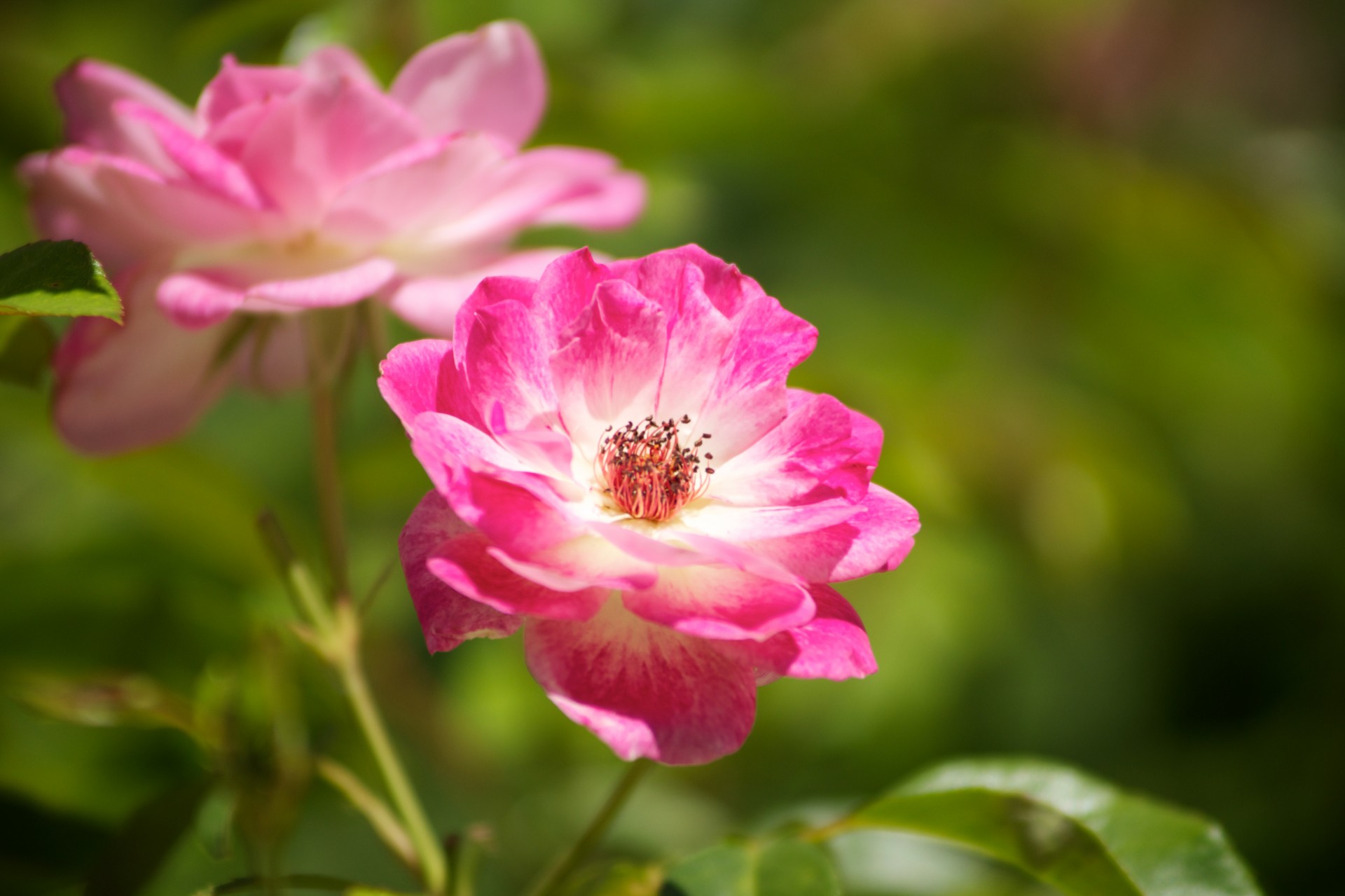 Grožis,  Žydėti,  Botanika,  Šviesus,  Gėlė,  Sodas,  Žalias,  Žiedlapiai,  Rožinis,  Rosa