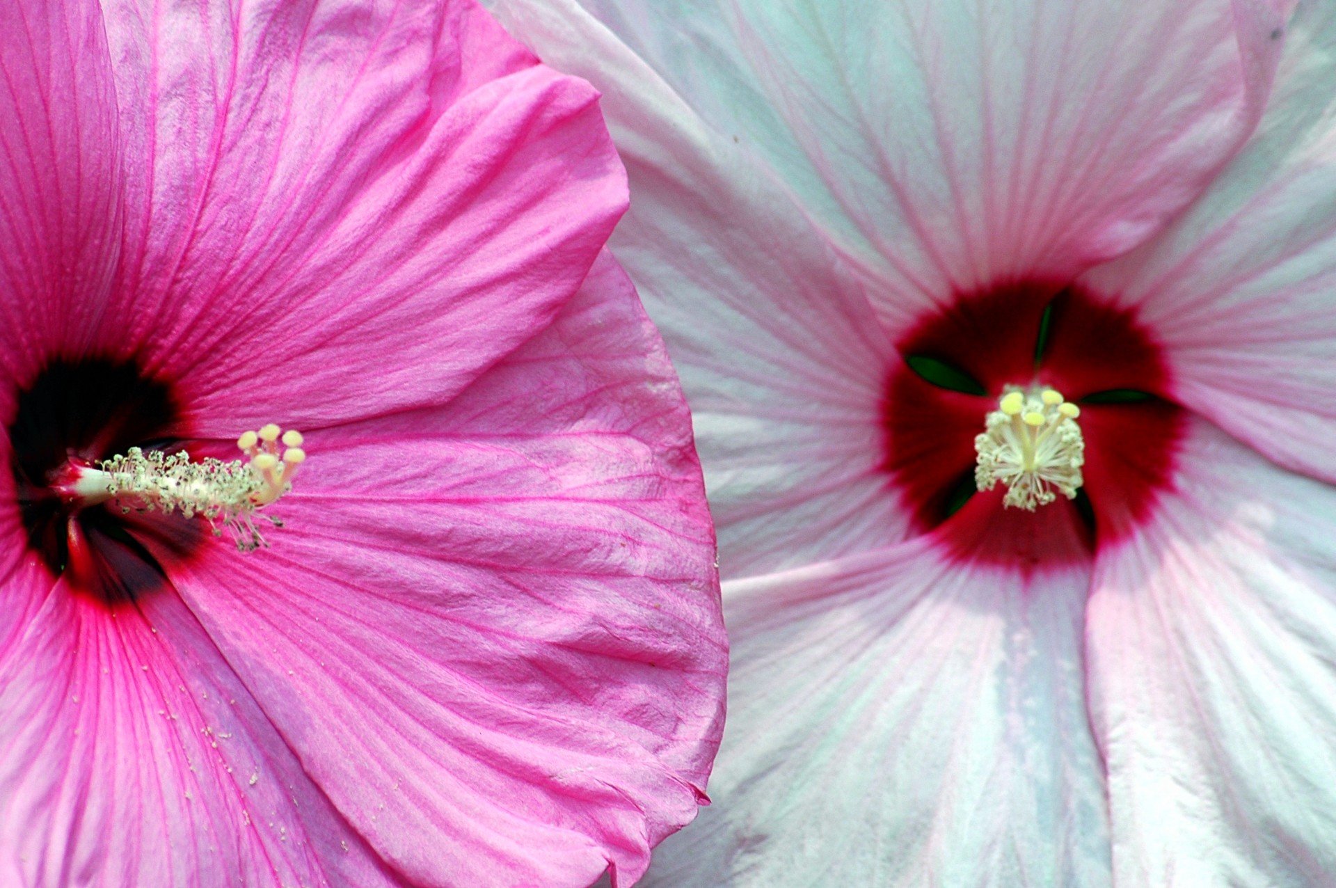 Hibiscus,  Gėlės,  Balta,  Hybiscus,  Ryškiai,  Atogrąžų,  Žalias,  Pavasaris,  Žiedlapis,  Aloha