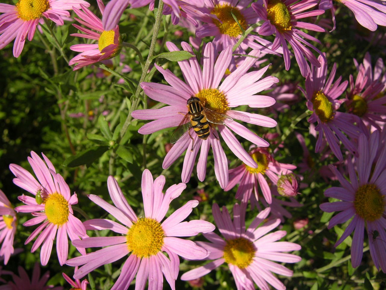 Rožinės Asterinės Gėlės, Bičių, Aster, Gėlė, Nektaras, Nemokamos Nuotraukos,  Nemokama Licenzija