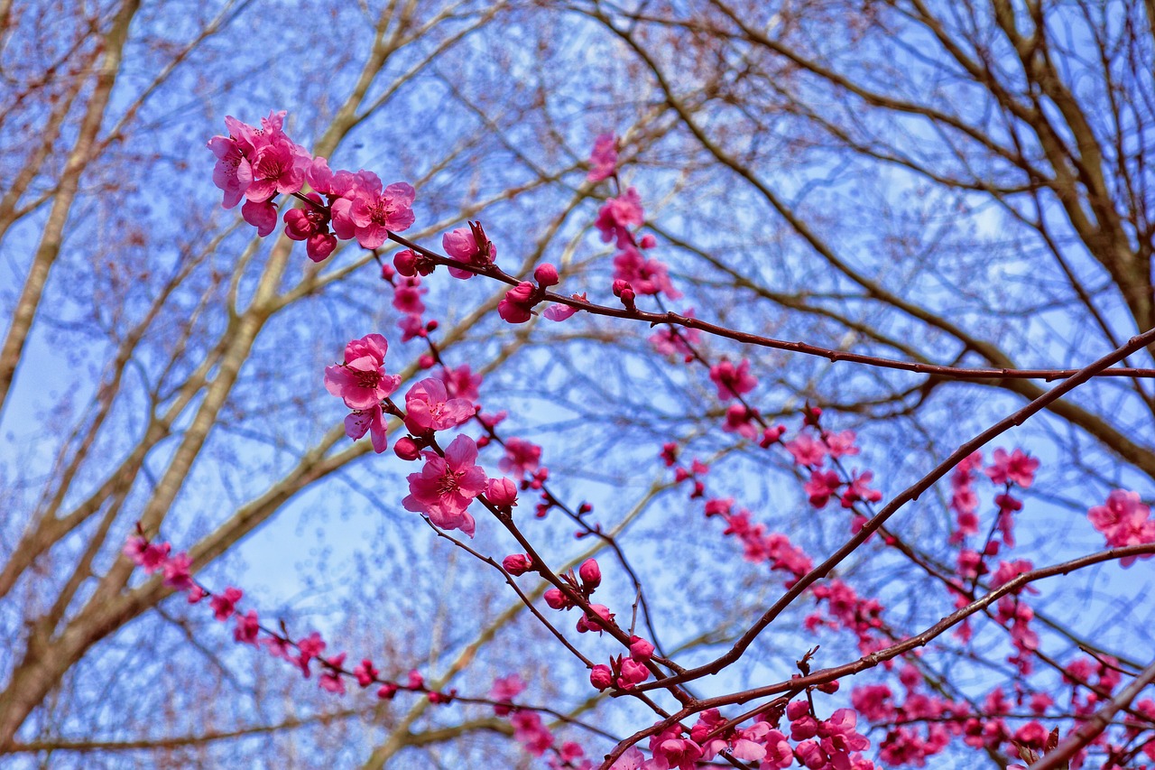 Rožinė Cherry Blossom,  Vyšnių Žiedas,  Vyšnios Medis,  Japonija,  Sakura,  Gėlė,  Medis,  Pavasario Gėlė,  Spyruoklė Žydi,  Sezoninis