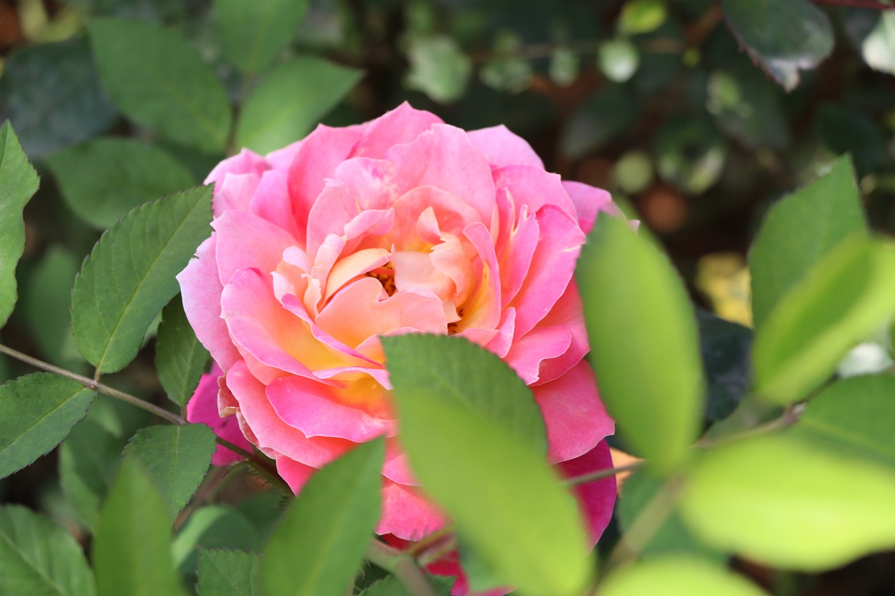 Rožinė Porceliano Rožė, Gėlės, Gamta, Augalas, Nemokamos Nuotraukos,  Nemokama Licenzija