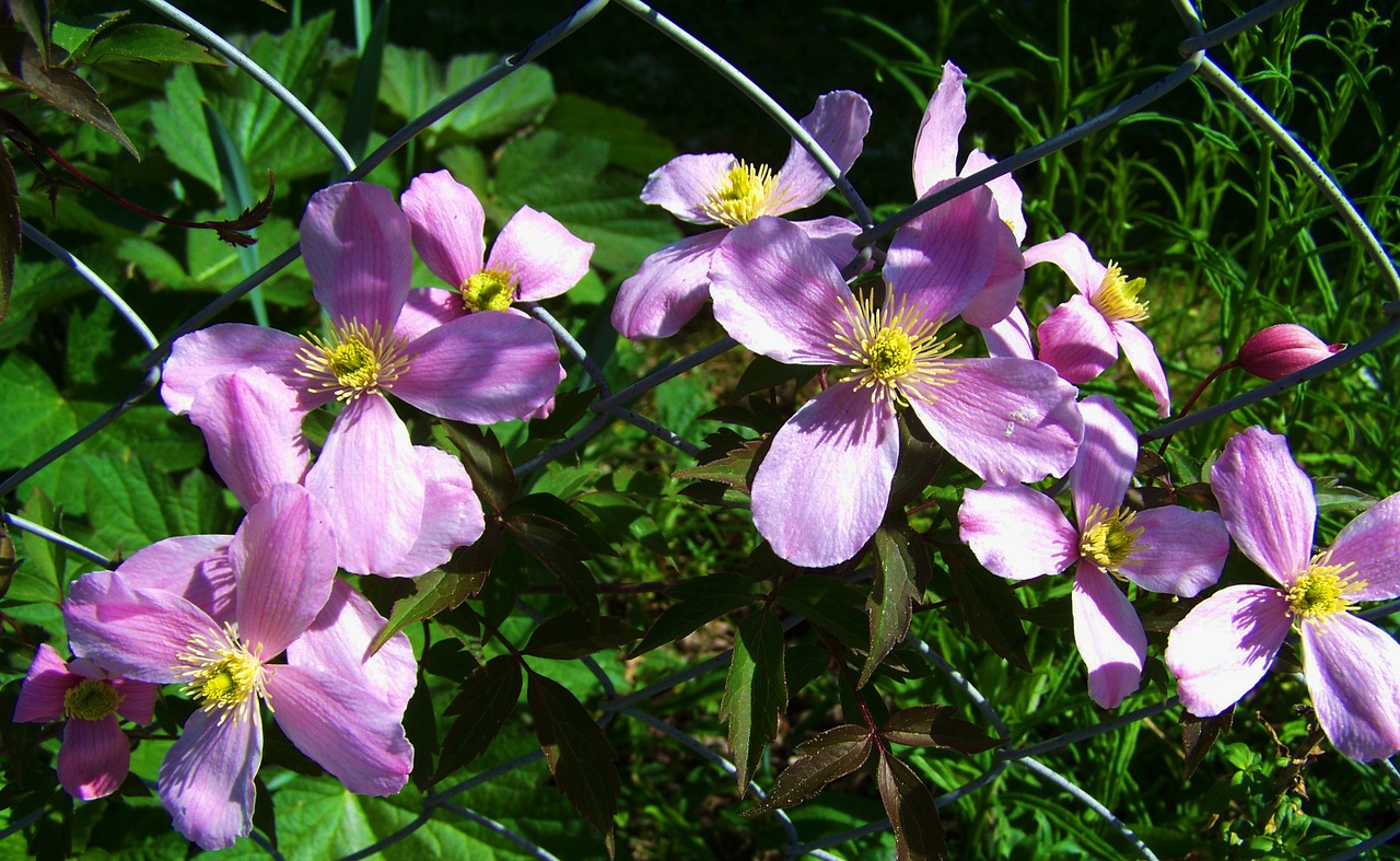 Rožinė Klematis, Clematis, Priekaba, Nemokamos Nuotraukos,  Nemokama Licenzija