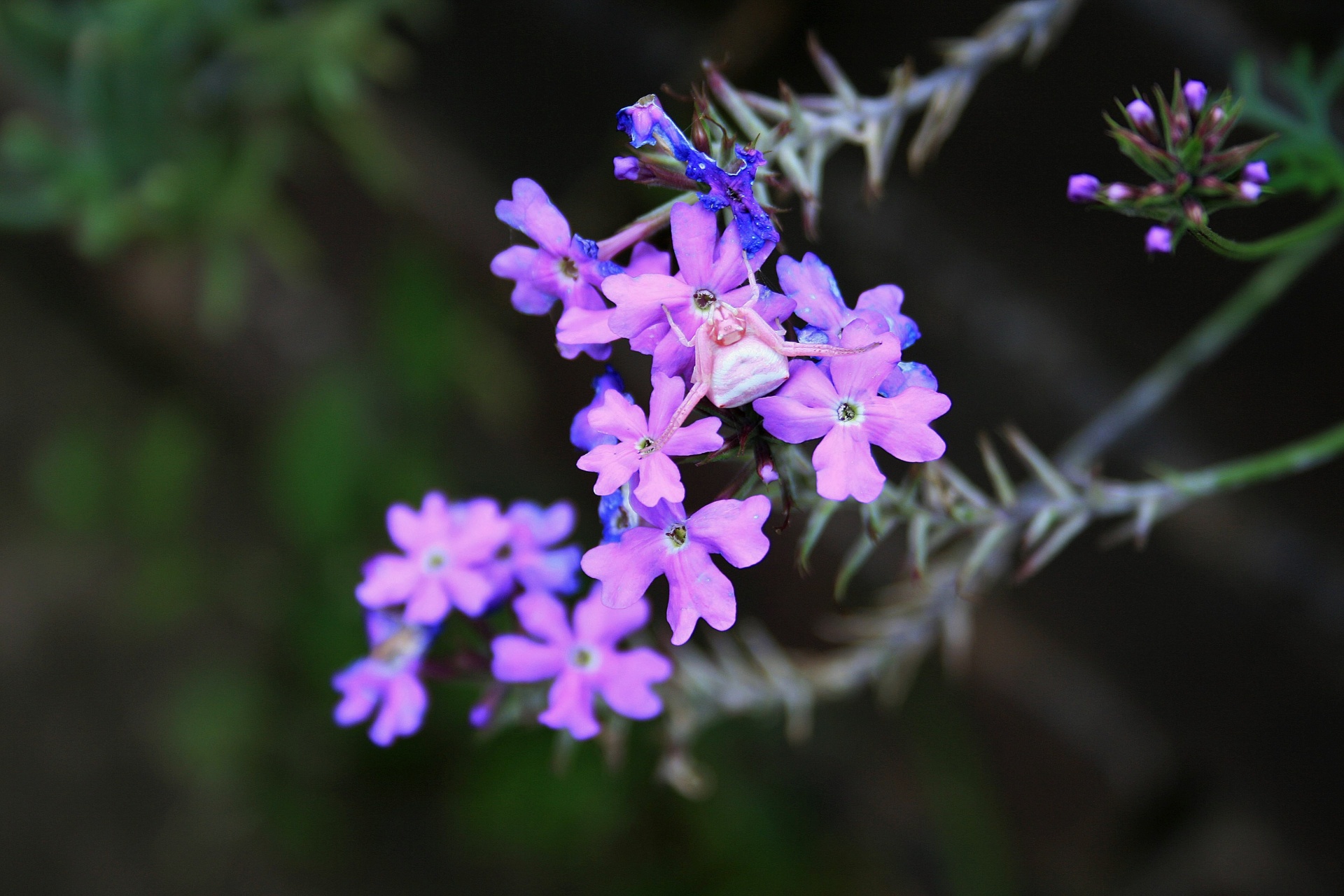 Voras,  Pasislėpęs,  Laukimas,  Slepiasi,  Camouflaging,  Gėlė,  Rožinė Krabų Voras Purpurine Verbena, Nemokamos Nuotraukos,  Nemokama Licenzija