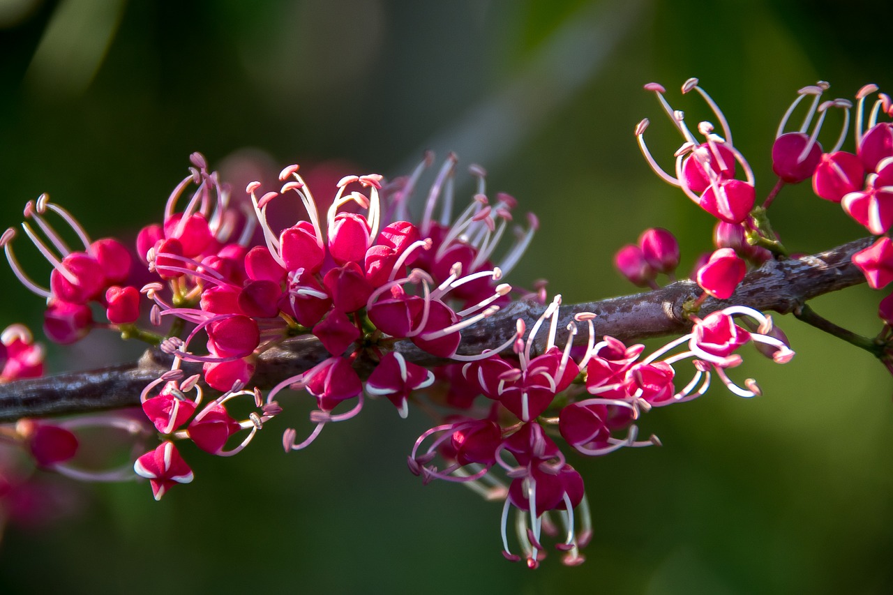 Rožinė Eodža, Melicope Elleryana, Medis, Žiedas, Gėlės, Rožinis, Balta, Atogrąžų Miškai, Subtropinis, Queensland