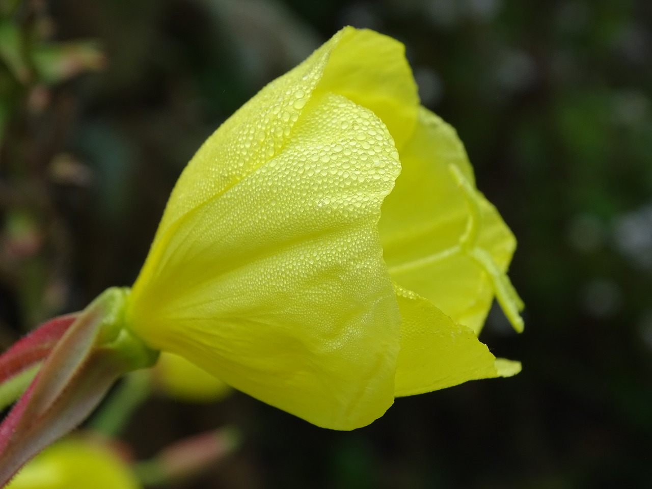 Rožinė Vakarinė Ramunė, Tauperlen, Rasos Rasos, Rasa, Morgentau, Lašas Vandens, Uždaryti, Oenothera Biennis, Nemokamos Nuotraukos,  Nemokama Licenzija