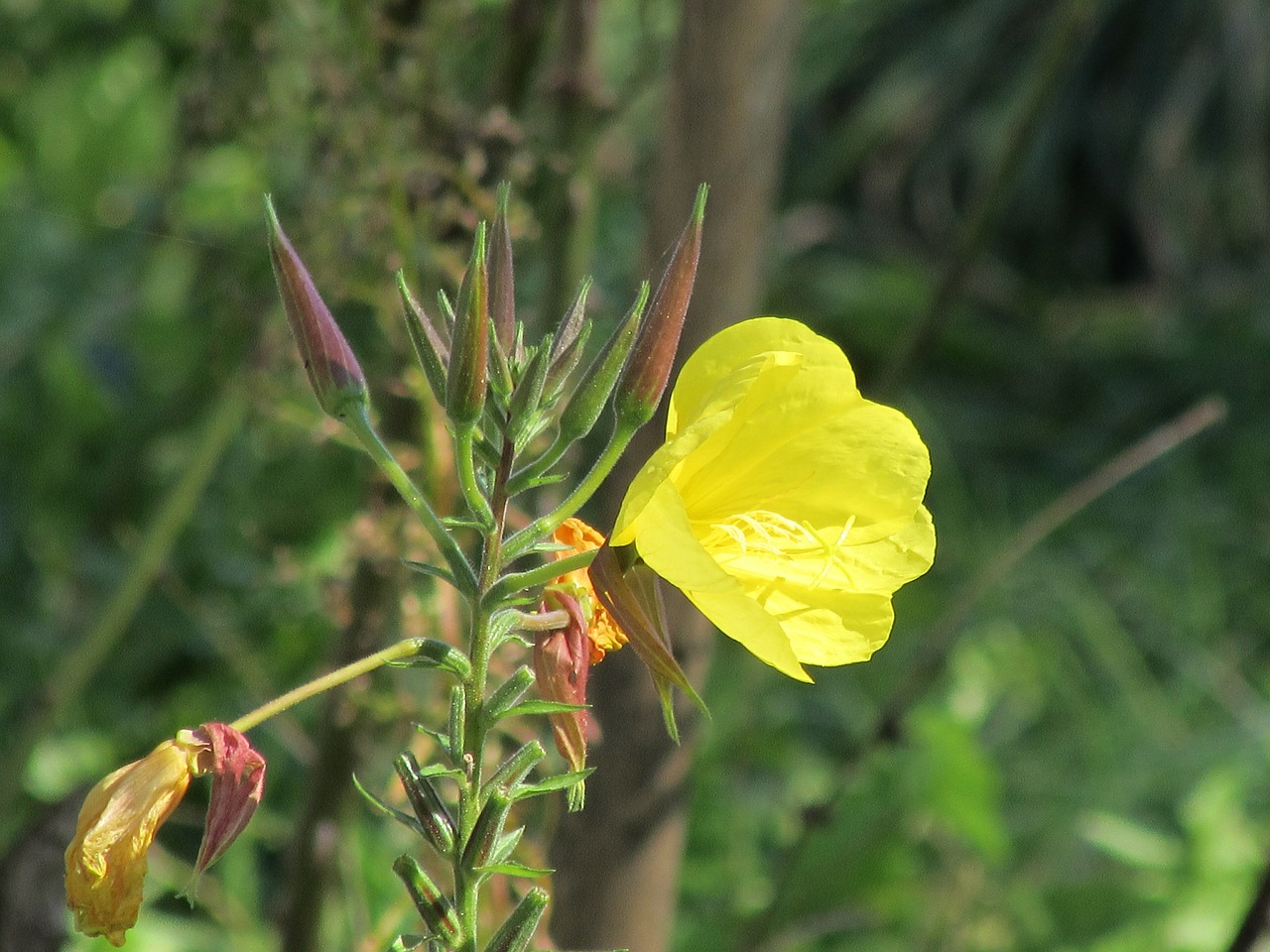 Rožinė Vakarinė Ramunė, Gėlės, Oenothera Biennis, Geltona, Gėlė, Vasaros Gėlės, Nemokamos Nuotraukos,  Nemokama Licenzija