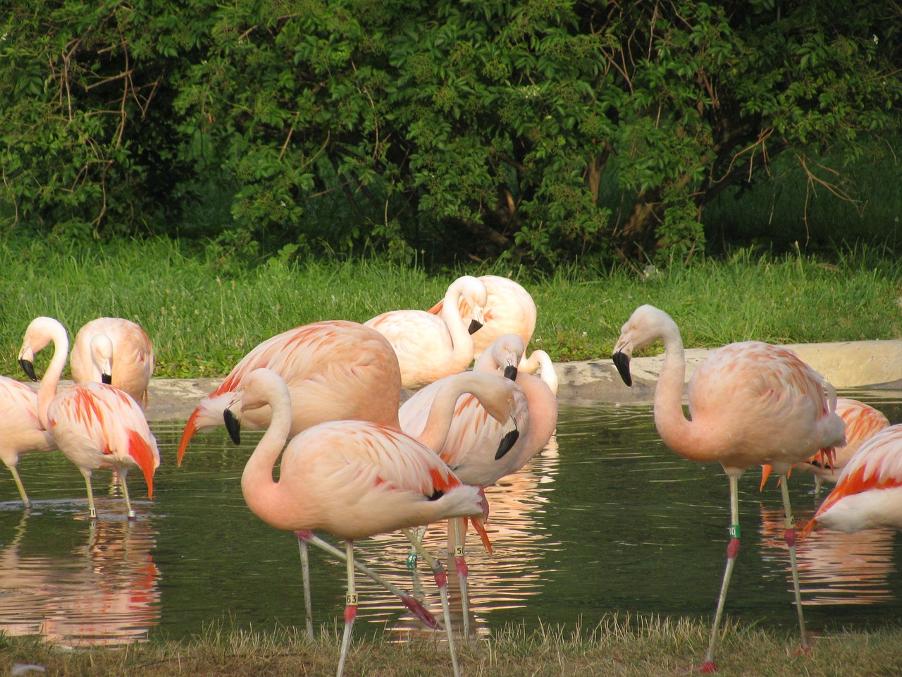 Rožinis Flamingas, Flock, Maudytis, Vanduo, Atogrąžų, Gyvūnai, Didelis, Laukinė Gamta, Egzotiškas, Šeima