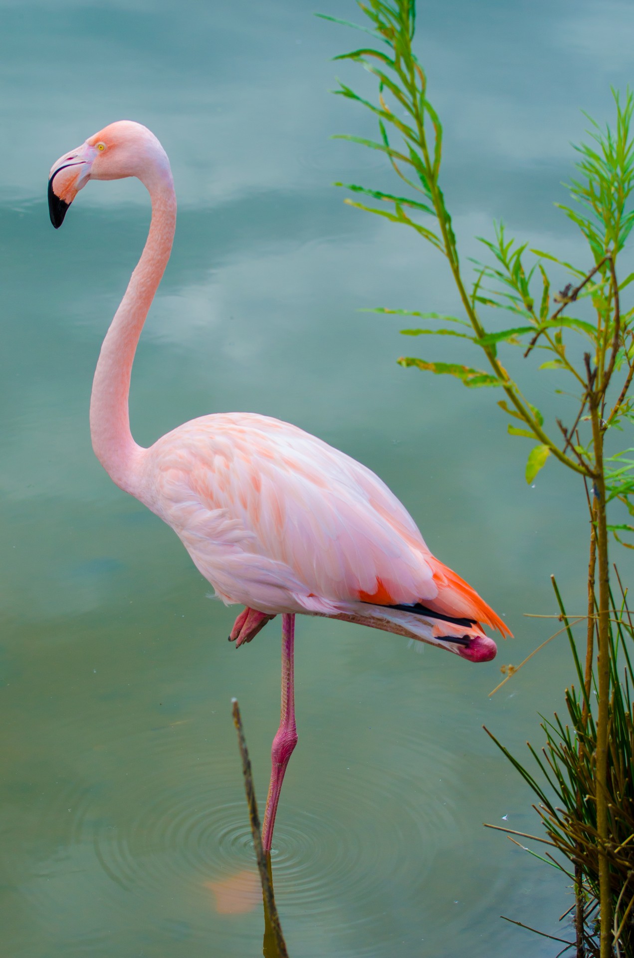 Flamingo,  Paukštis,  Atogrąžų,  Plunksna,  Rožinis,  Karibai,  Aukštyn,  Uždaryti,  Spalvinga,  Dominican