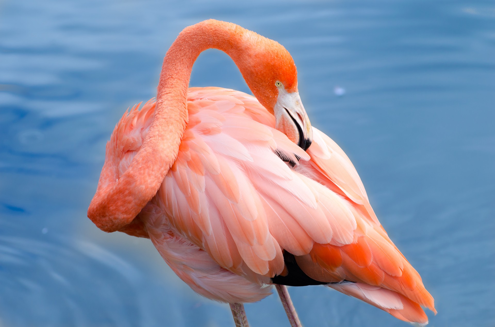 Flamingo,  Paukštis,  Atogrąžų,  Plunksna,  Rožinis,  Karibai,  Aukštyn,  Uždaryti,  Spalvinga,  Dominican