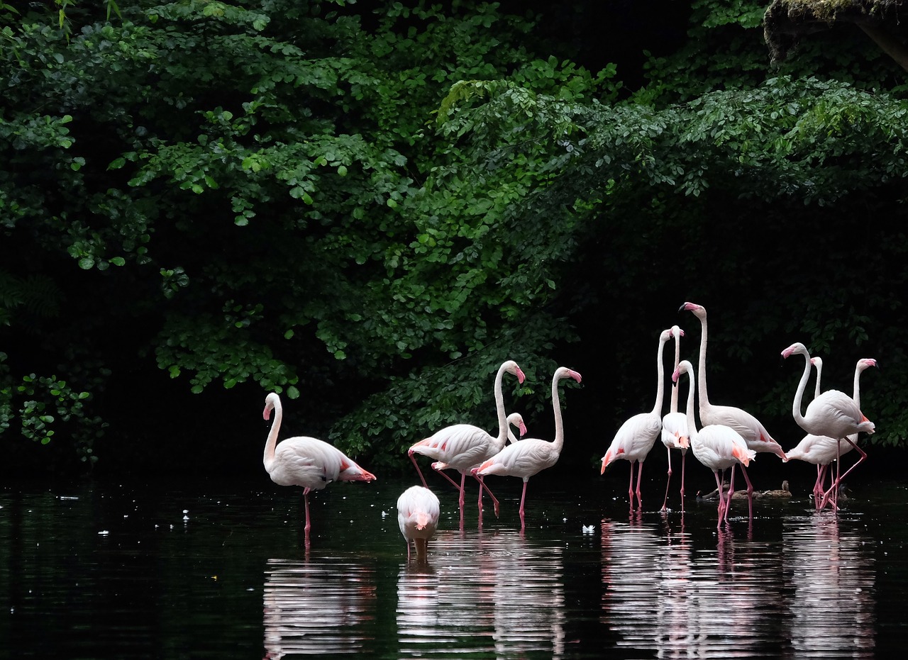 Rožinis Flamingas, Wader, Paukštis Rožinis, Gamta, Nemokamos Nuotraukos,  Nemokama Licenzija