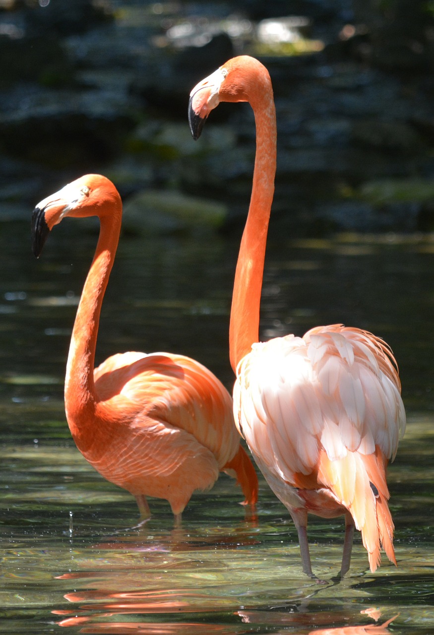 Rožinis Flamingas, Filadelfijos Zoologijos Sodas, Paukščiai, Nemokamos Nuotraukos,  Nemokama Licenzija