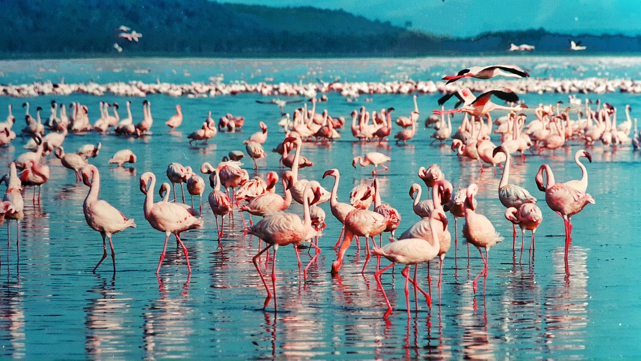 Rožinis Flamingas, Ežeras Nakuru, Kenya, Afrika, Paukščiai, Gamta, Laukinė Gamta, Gyvūnas, Vanduo, Safari