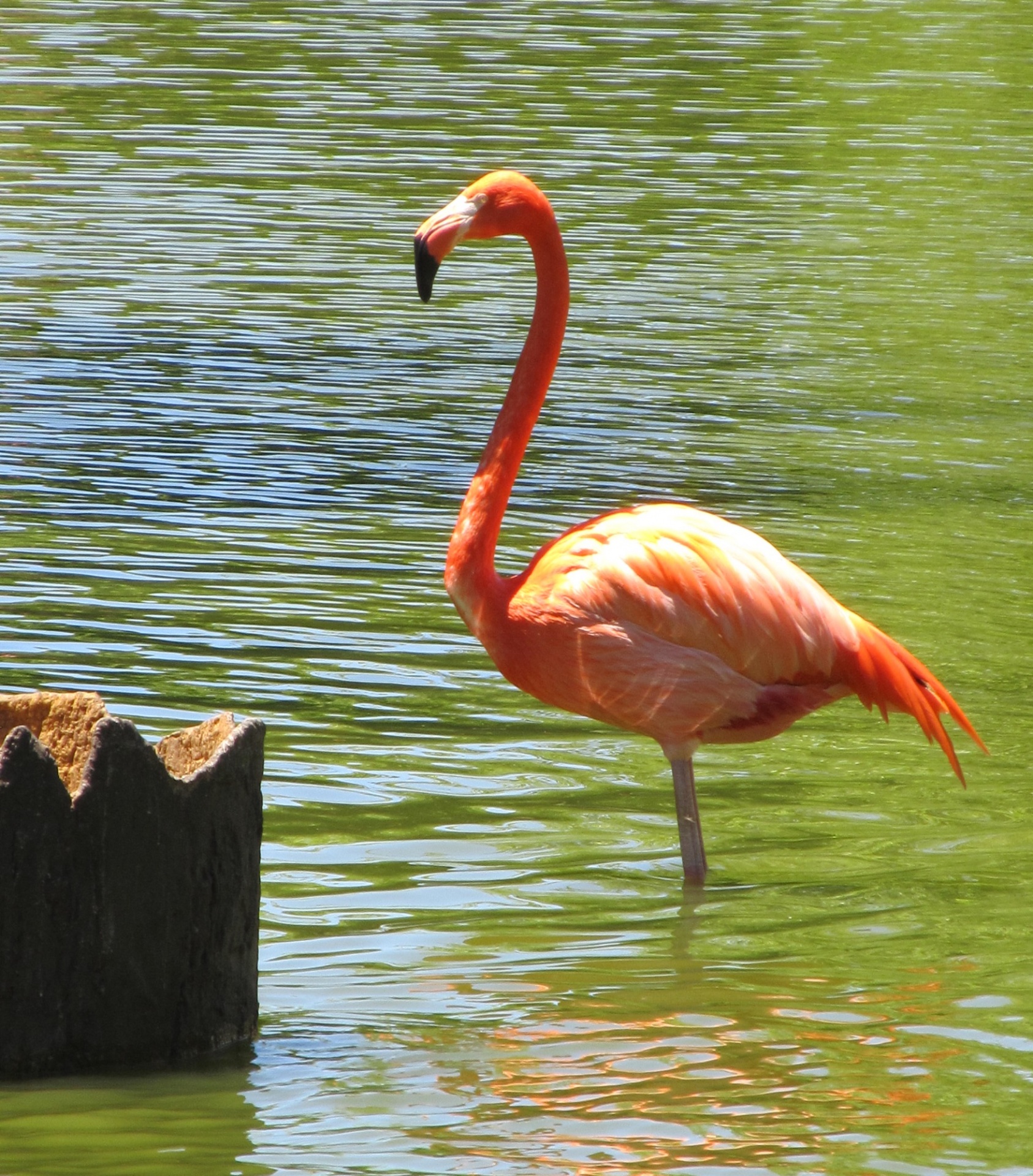 Flamingo,  Stovintis,  Rožinis,  Vanduo,  Paukštis,  Vandens Paukštis,  Viešasis & Nbsp,  Domenas,  Fonas,  Tapetai