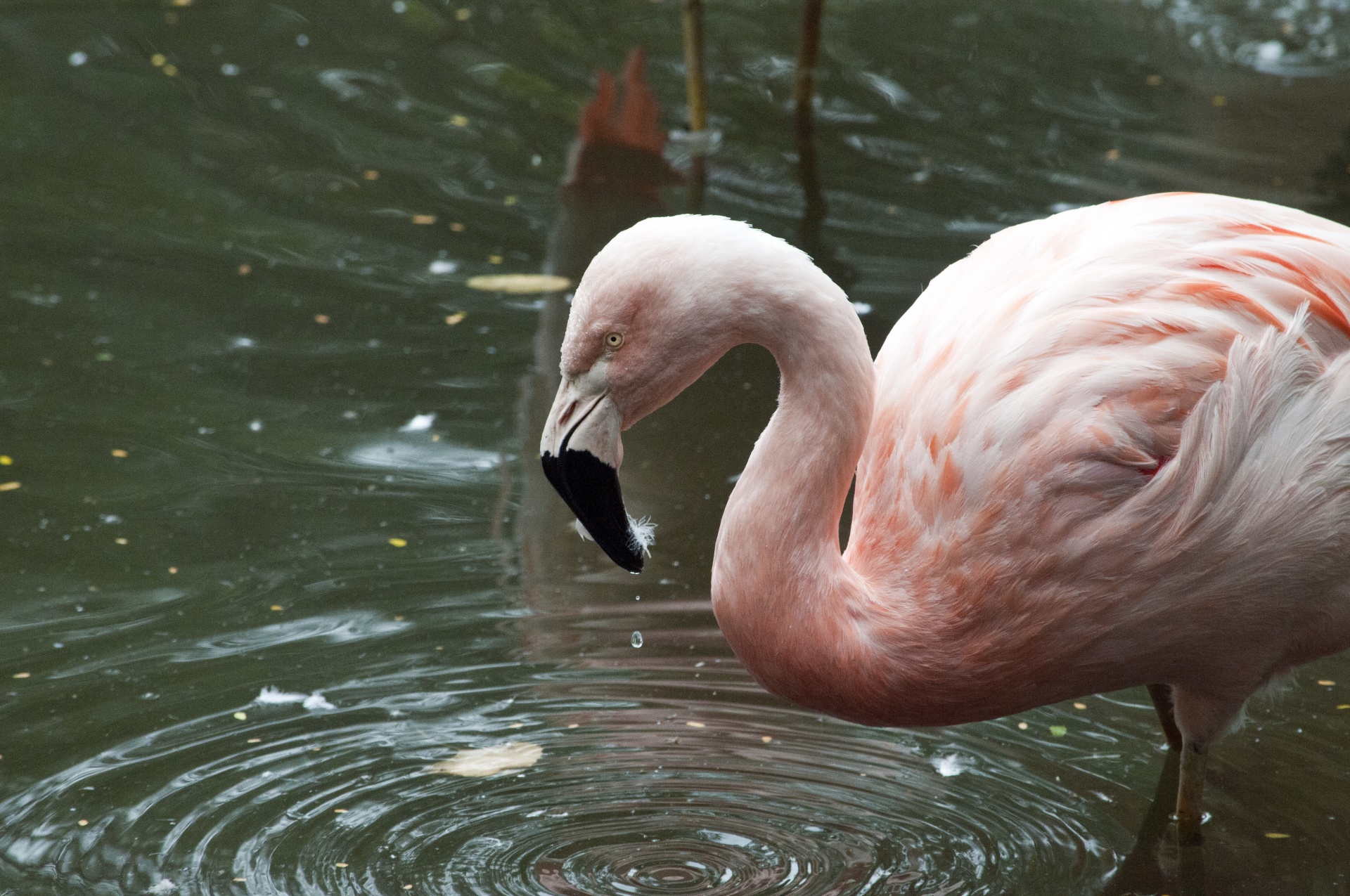 Flamingos,  Flamingas,  Phoenicopteriformes,  Senas & Nbsp,  Pasaulis,  Flamingo,  Rožinis,  Paukštis,  Paukščiai,  Plunksna