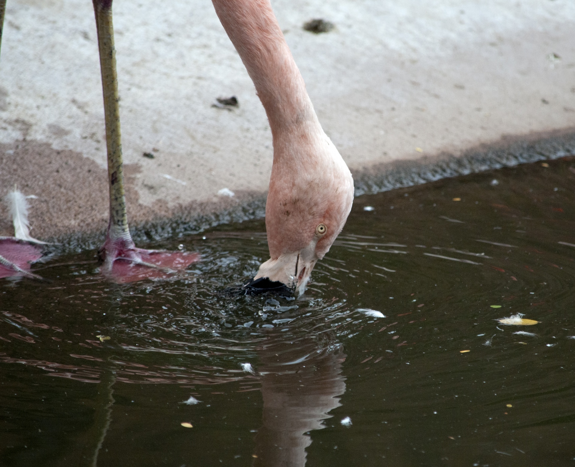 Flamingos,  Flamingas,  Phoenicopteriformes,  Senas & Nbsp,  Pasaulis,  Flamingo,  Rožinis,  Paukštis,  Paukščiai,  Plunksna