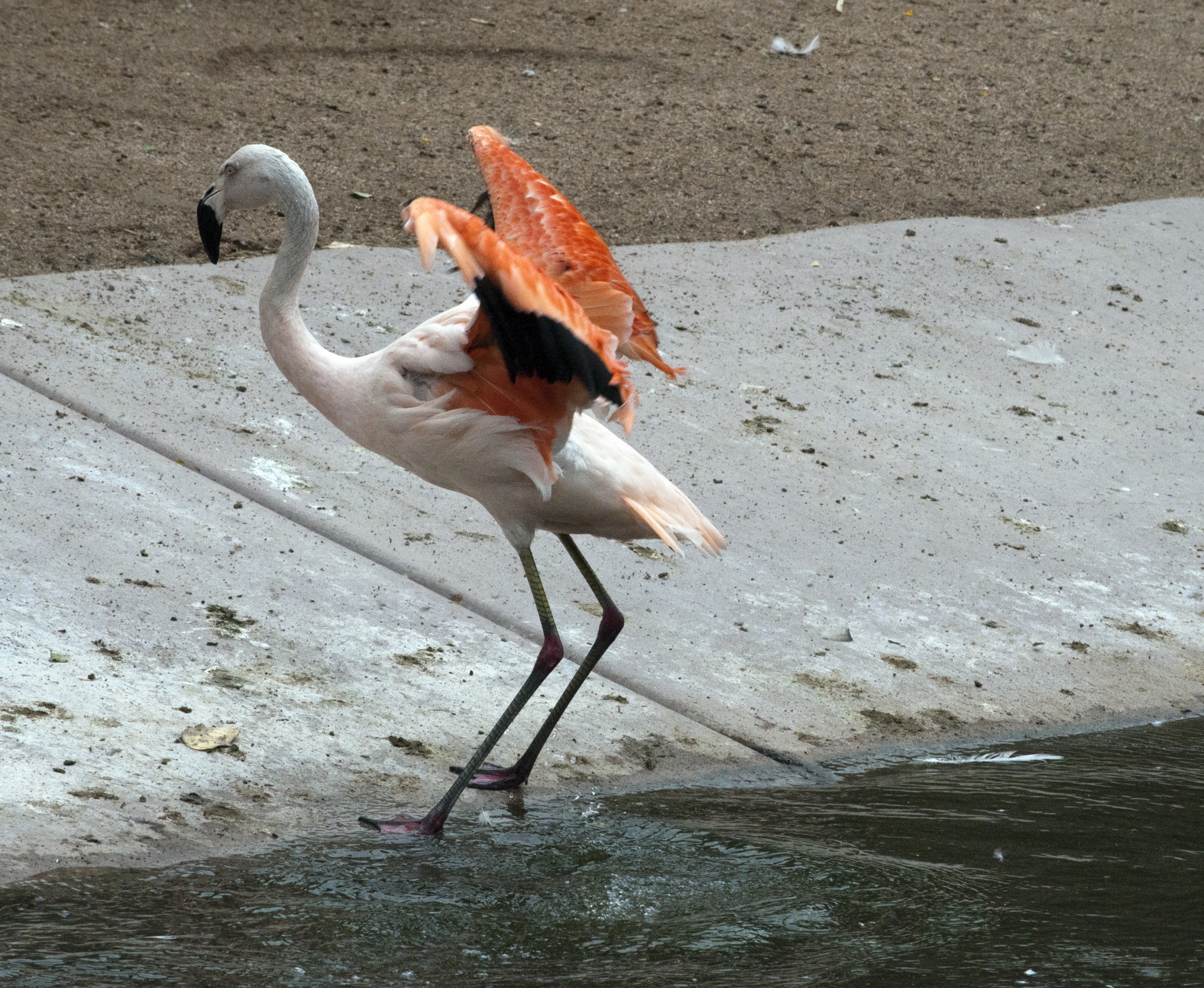 Flamingos,  Flamingas,  Phoenicopteriformes,  Senas & Nbsp,  Pasaulis,  Flamingo,  Sparnas,  Sparnai,  Nulaužti & Nbsp,  Sparnus