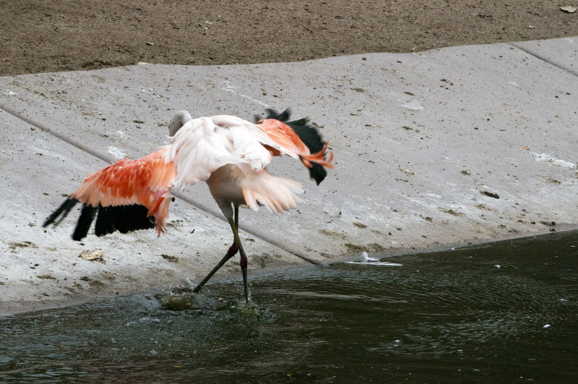 Flamingos,  Flamingas,  Phoenicopteriformes,  Senas & Nbsp,  Pasaulis,  Flamingo,  Sparnų Plotis,  Sparnas & Nbsp,  Plitimą,  Rožinis