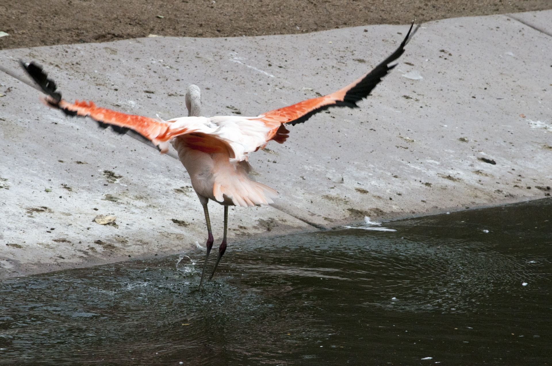 Flamingos,  Flamingas,  Phoenicopteriformes,  Senas & Nbsp,  Pasaulis,  Flamingo,  Sparnas,  Sparnai,  Nulaužti & Nbsp,  Sparnus