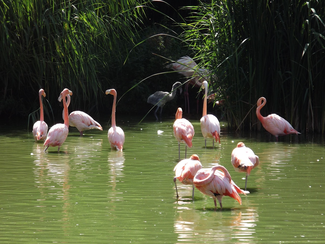 Rožinis Flamingas, Vonia, Saulė, Gamta, Grožis, Nemokamos Nuotraukos,  Nemokama Licenzija