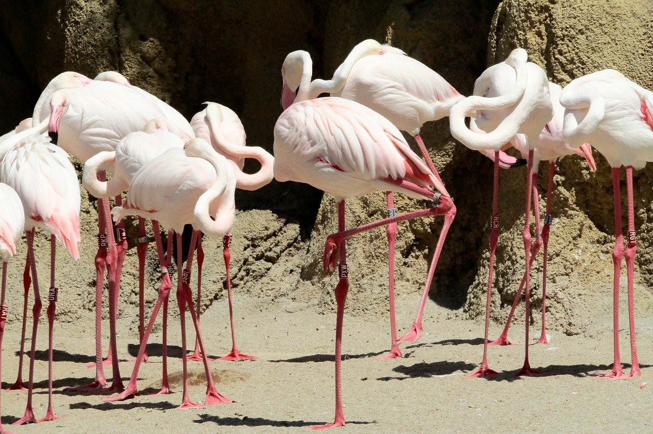 Rožinis Flamingas, Paukštis Rožinis, Zoologijos Sodas, Paukščiai, Rožinis, Gyvūnai, Laukiniai, Vasara, Plunksnos, Gamta