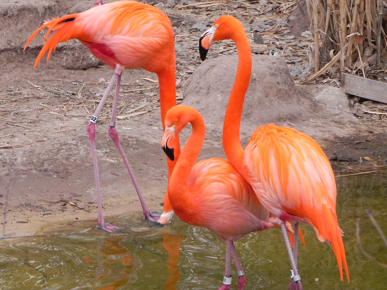 Rožinis Flamingas, Albuquerque Zoologijos Sodas, Paukštis, Nemokamos Nuotraukos,  Nemokama Licenzija