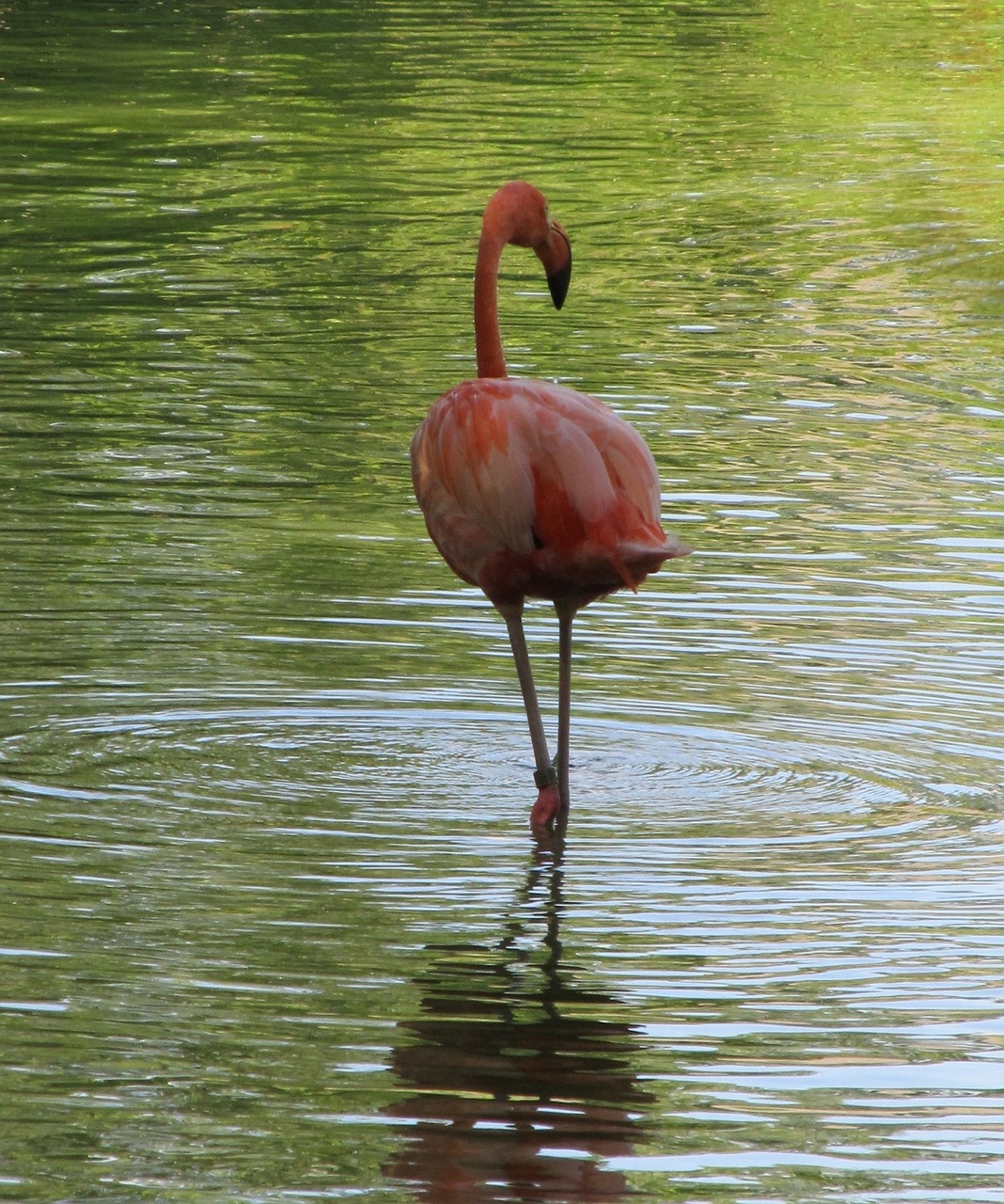 Rožinis Flamingas, Paukštis, Portretas Stovi, Žiūri, Gamta, Laukinė Gamta, Egzotiškas, Vanduo, Plunksnos, Atspindys