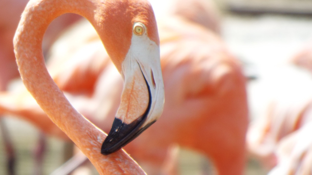 Rožinis Flamingas, Paukščiai, Egzotiškas, Gamta, Laukiniai, Atogrąžų, Gyvūnas, Laukinė Gamta, Vanduo, Ilgai