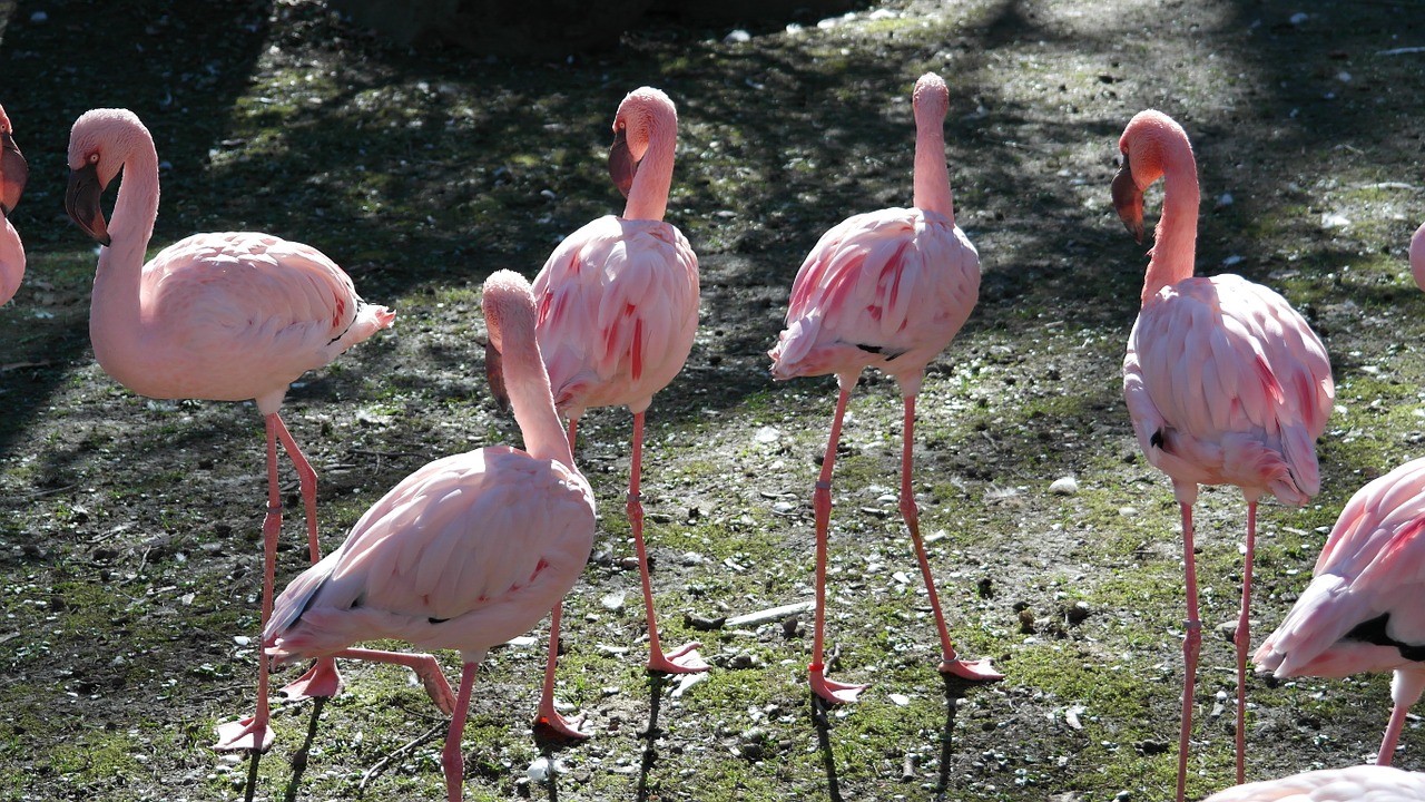 Rožinis Flamingas, Flamingos, Sąskaitą, Egzotiškas, Gamta, Zoologijos Sodas, Laukinės Gamtos Fotografija, Spalvinga, Plumėjimas, Nemokamos Nuotraukos