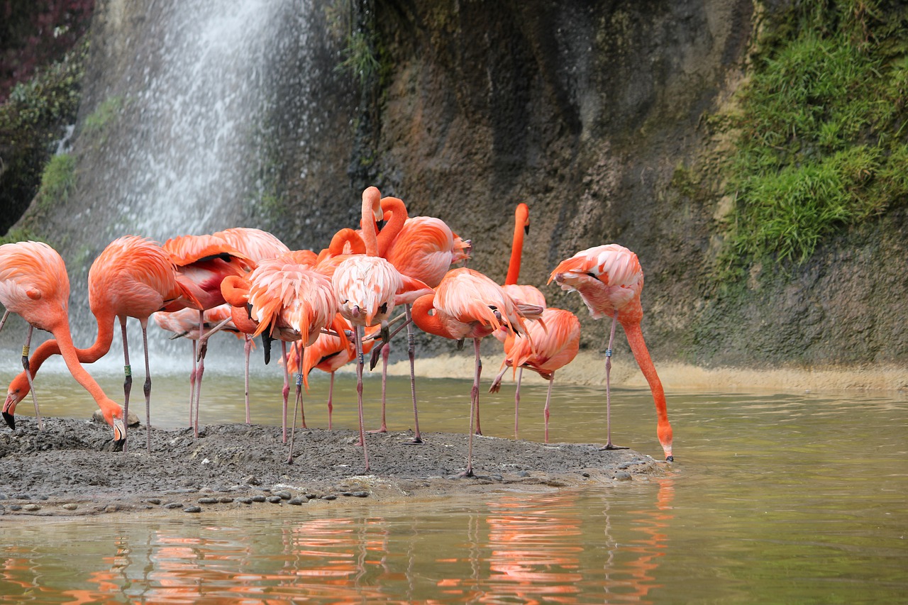Rožinis Flamingas, Paukštis, Vandens Telkinys, Gamta, Fauna, Nemokamos Nuotraukos,  Nemokama Licenzija