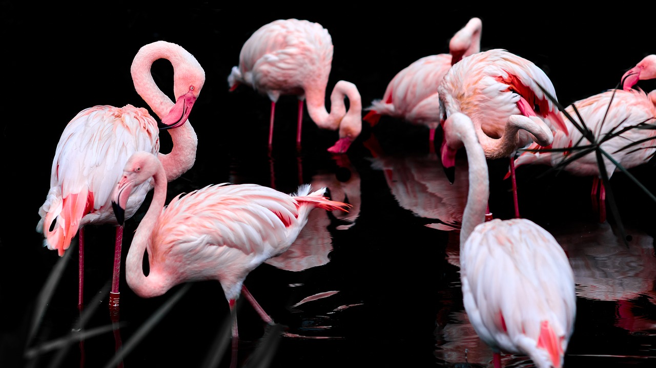 Rožinis Flamingas, Paukštis, Rašiklis, Fauna, Nemokamos Nuotraukos,  Nemokama Licenzija