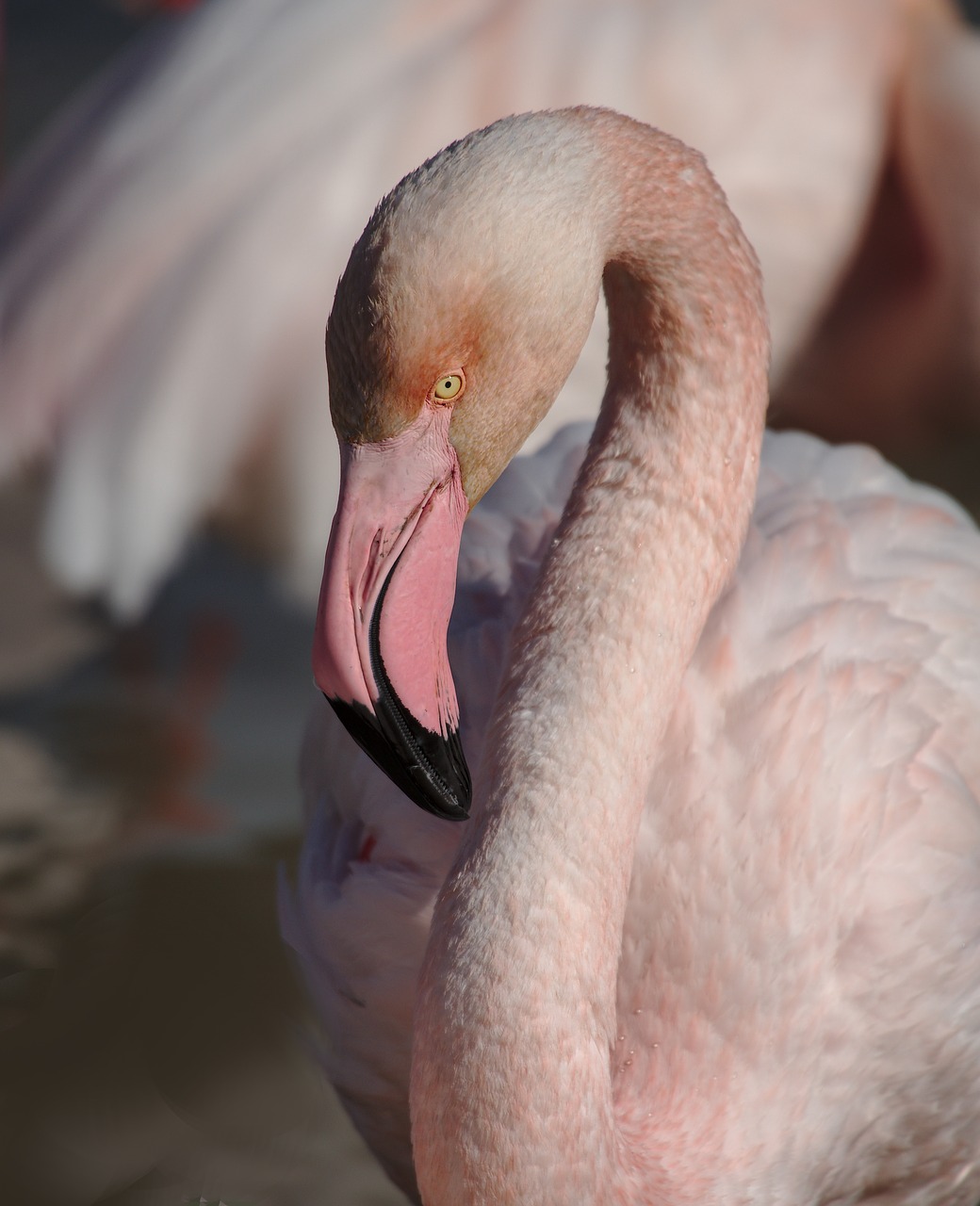 Rožinės Flamingo,  Camargue,  Paukštis, Nemokamos Nuotraukos,  Nemokama Licenzija