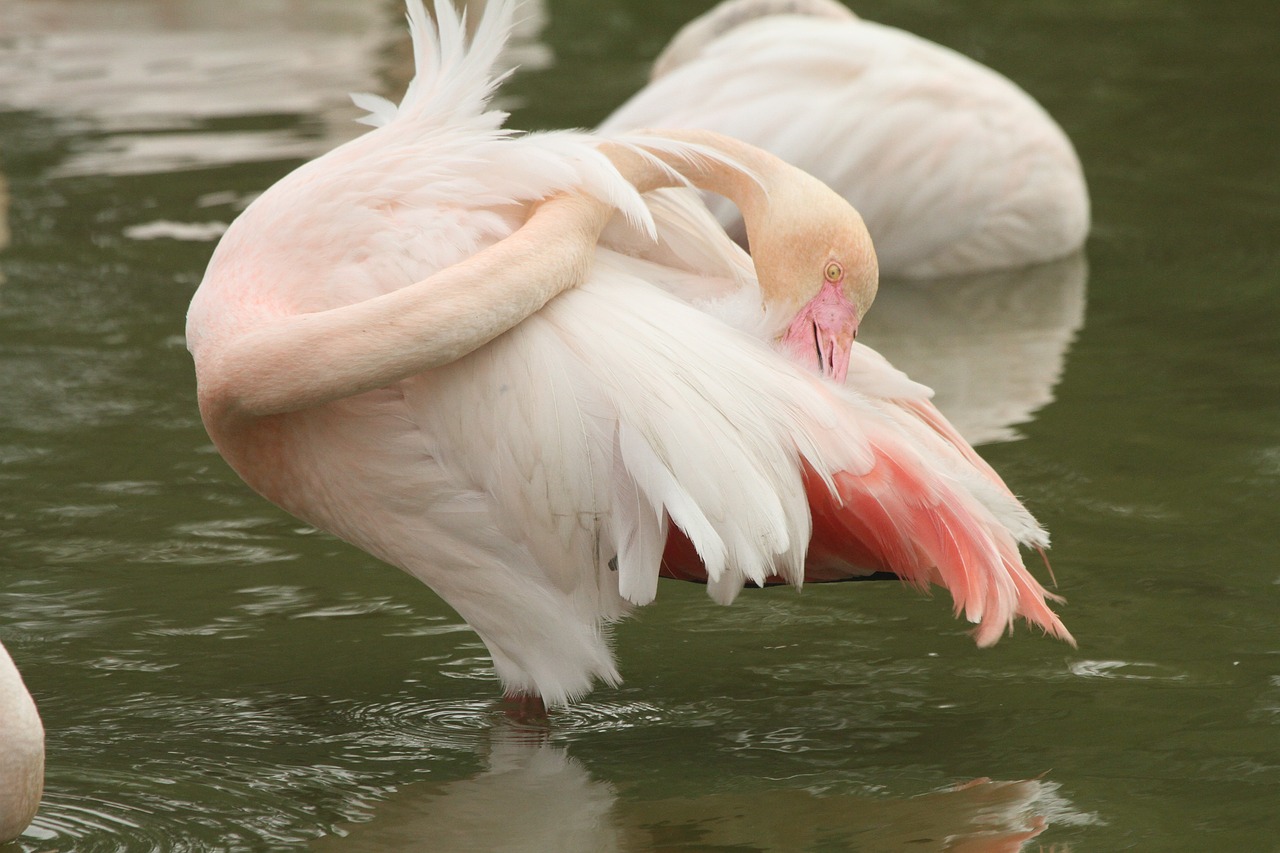 Rožinės Flamingo,  Tvenkinys,  Rašiklis,  Parkas, Nemokamos Nuotraukos,  Nemokama Licenzija