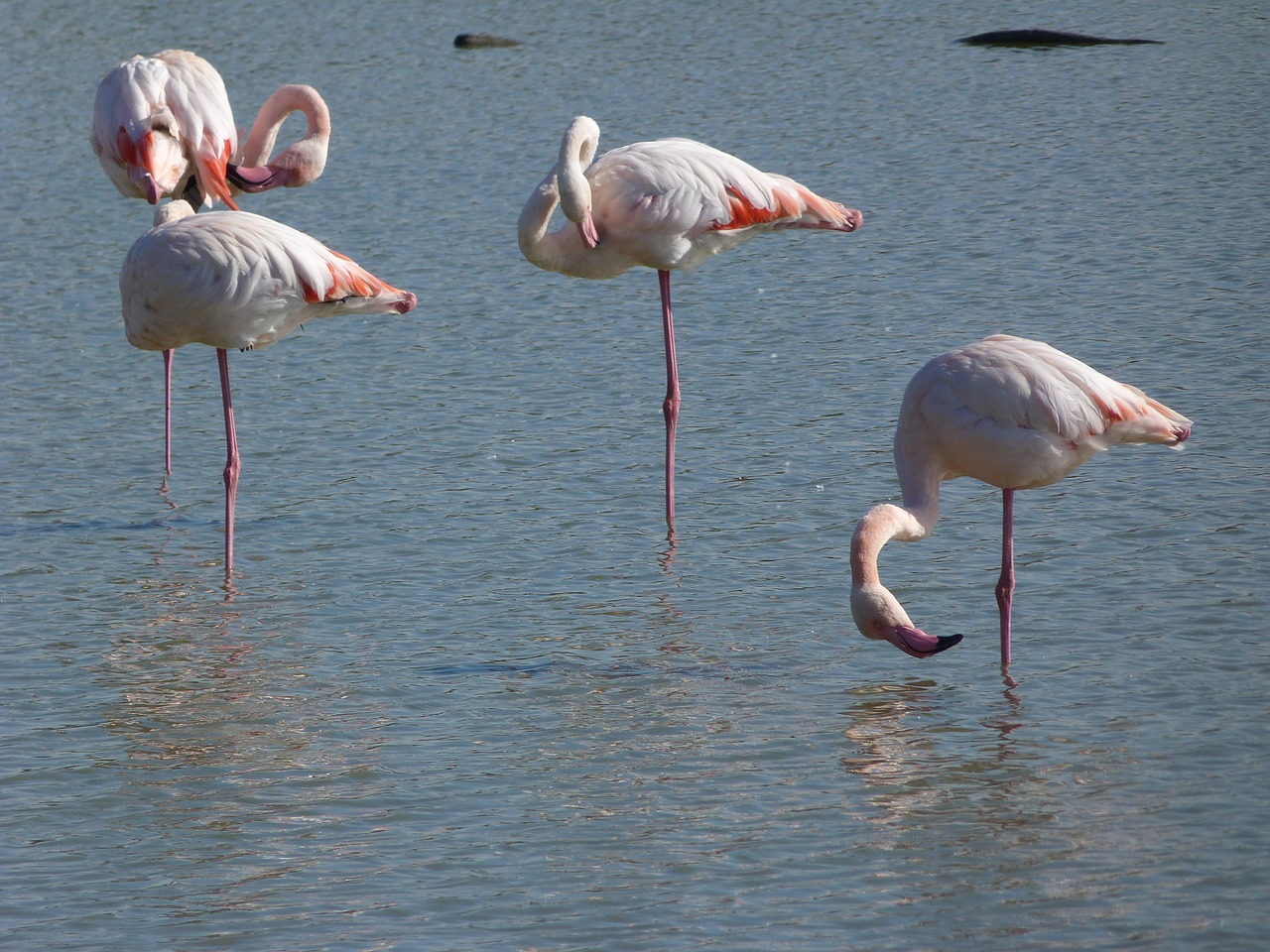 Rožinis Flamingas,  Camargue,  Paukščiai, Nemokamos Nuotraukos,  Nemokama Licenzija