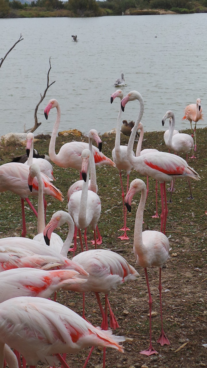 Rožinis Flamingas, Afrikos Rezervas, Sigean, Zoologijos Sodas, Paukščiai, Paukštis Rožinis, Gamta, Laisvas, Laukiniai, Vanduo