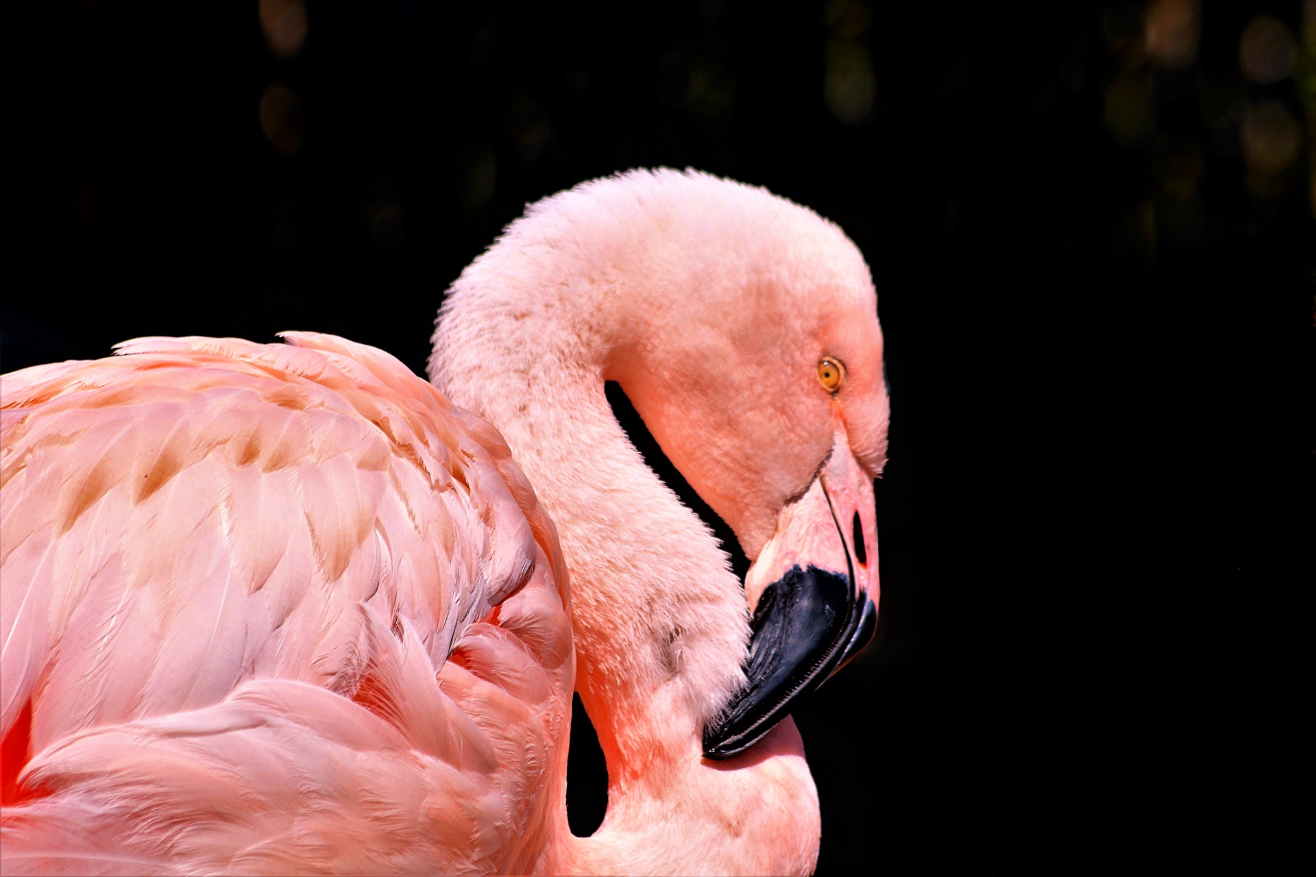 Gamta,  Laukinė Gamta,  Gyvūnai,  Paukščiai,  Flamingo,  Didesnis & Nbsp,  Flamingas,  Iš Arti,  Flamingo & Nbsp,  Galva