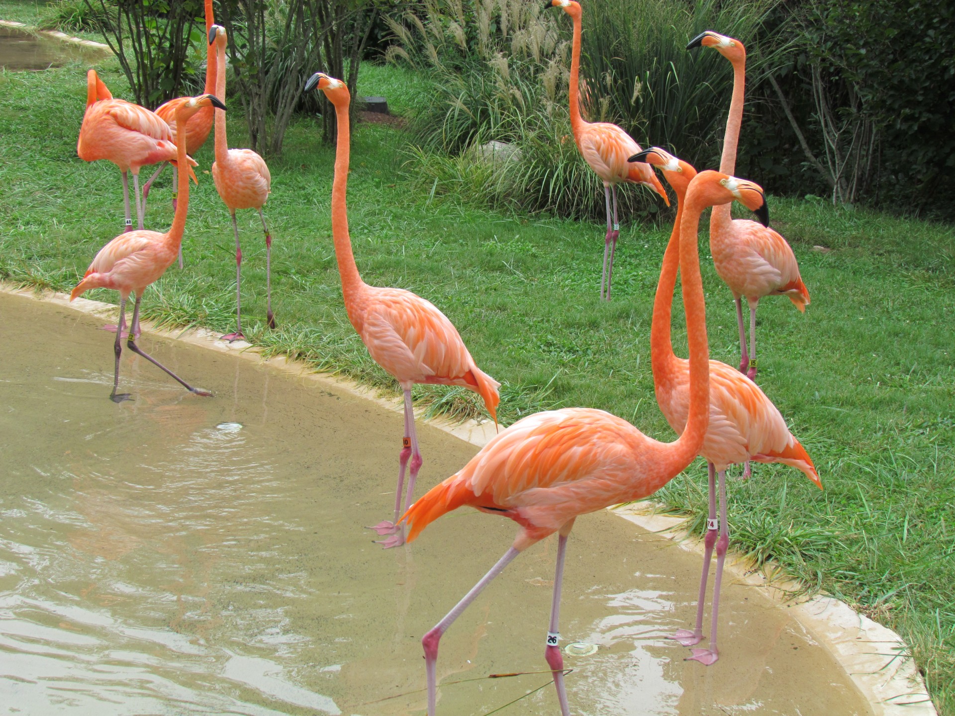 Flamingos,  Rožinis,  Rožinė & Nbsp,  Flamingas,  Gyvūnas,  Zoologijos Sodas,  Rožinės Flamingos, Nemokamos Nuotraukos,  Nemokama Licenzija