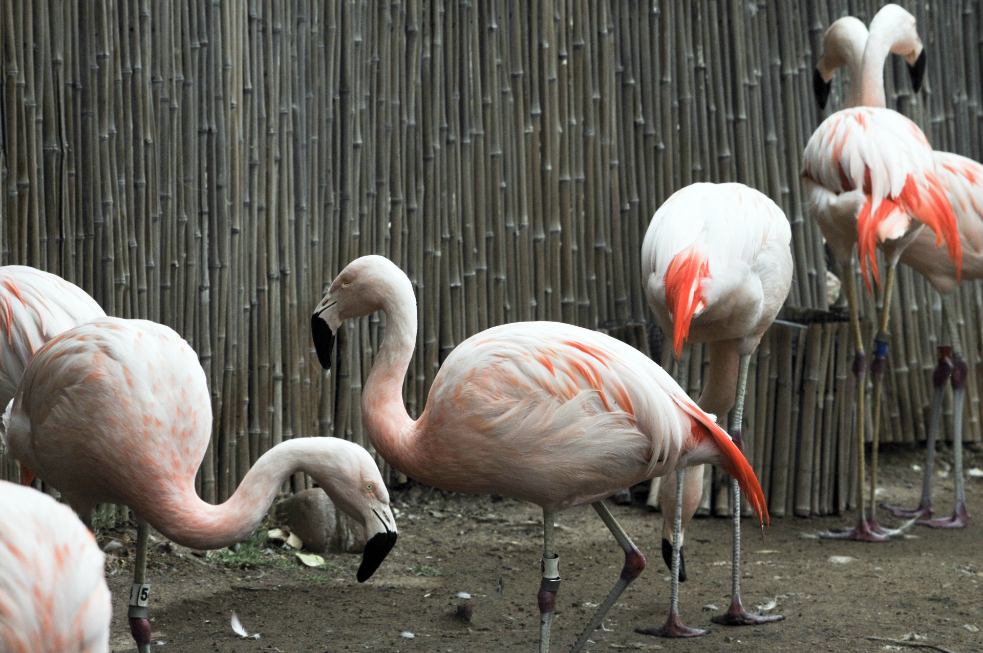 Flamingos,  Flamingas,  Phoenicopteriformes,  Senas & Nbsp,  Pasaulis,  Flamingo,  Rožinis,  Paukštis,  Paukščiai,  Plunksna