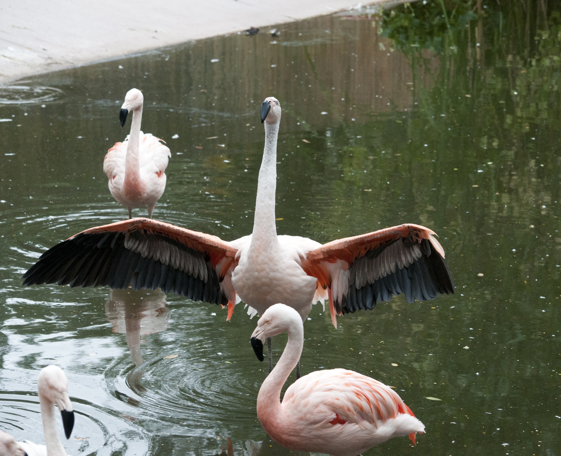 Flamingos,  Flamingas,  Phoenicopteriformes,  Senas & Nbsp,  Pasaulis,  Flamingo,  Sparnų Plotis,  Sparnas & Nbsp,  Plitimą,  Rožinis