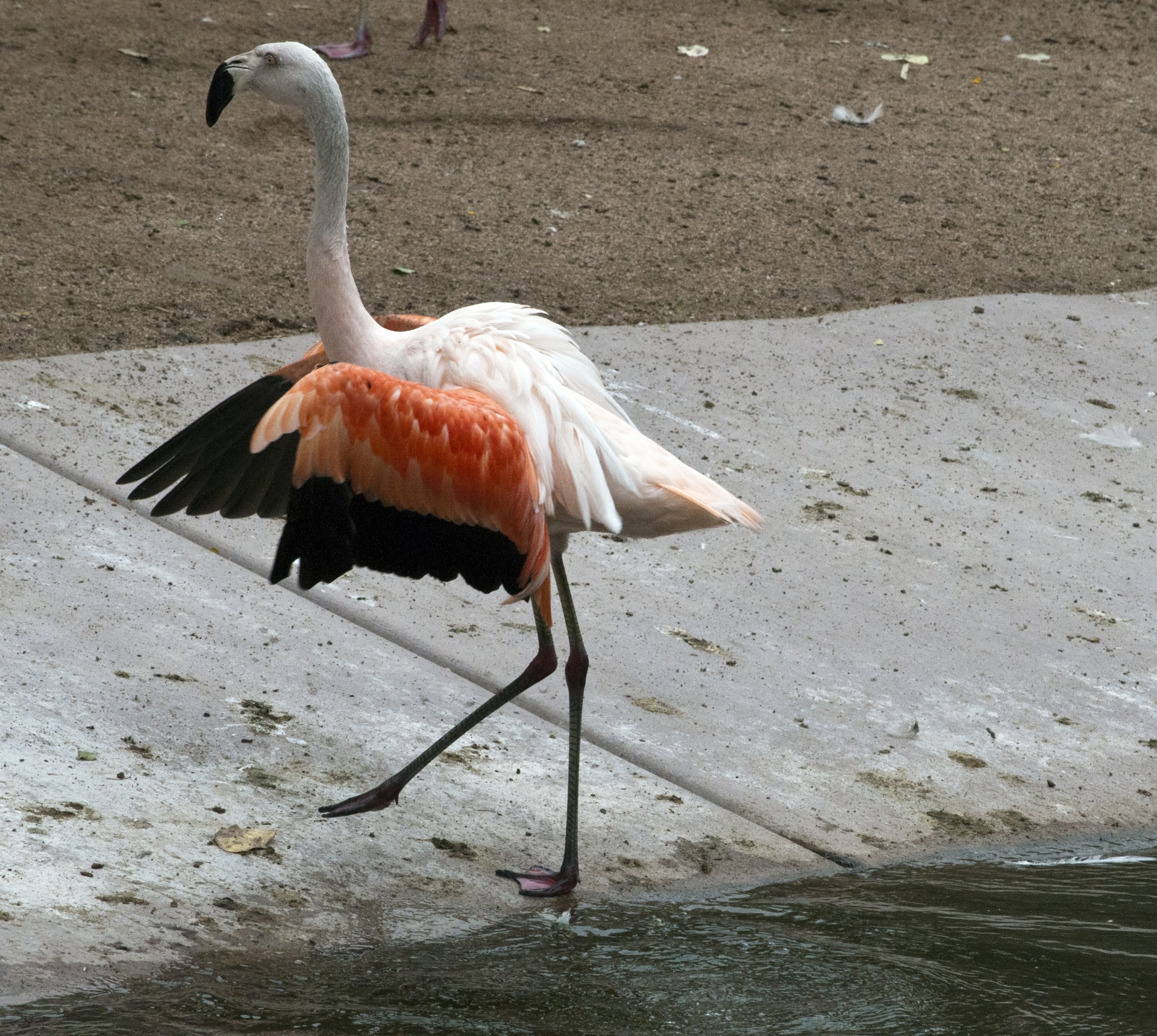 Flamingos,  Flamingas,  Phoenicopteriformes,  Senas & Nbsp,  Pasaulis,  Flamingo,  Sparnų Plotis,  Egzotiškas,  Sparnas & Nbsp,  Plitimą