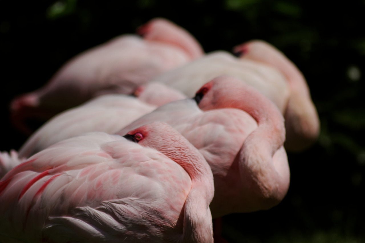 Rožinės Flamingos, Flamingo, Flamingos, Rosa, Gyvūnas, Gyvūnai, Paukštis, Gamta, Nemokamos Nuotraukos,  Nemokama Licenzija