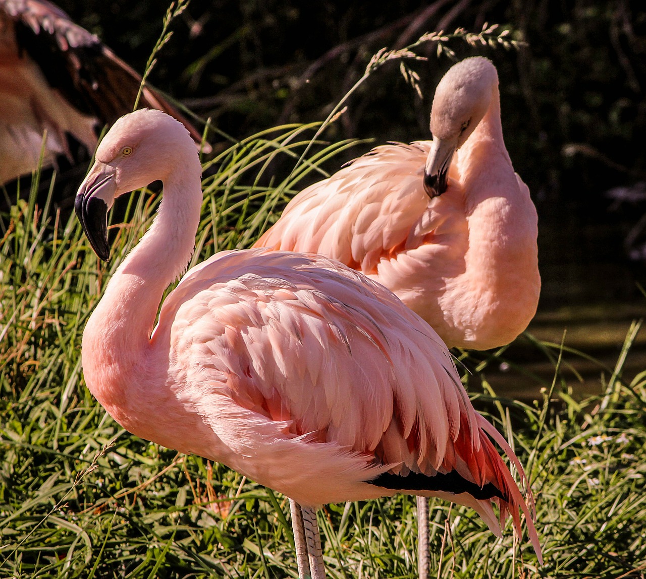 Rožinės Flamingos, Paukštis, Plunksnos, Poilsio, Paukštis, Skristi, Sparnai, Plunksna, Laukinė Gamta, Snapas